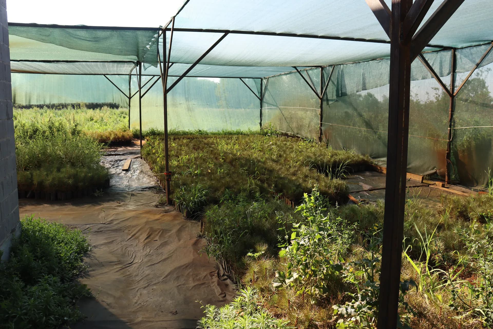 Липа крупнолистная, d-4,0 см.