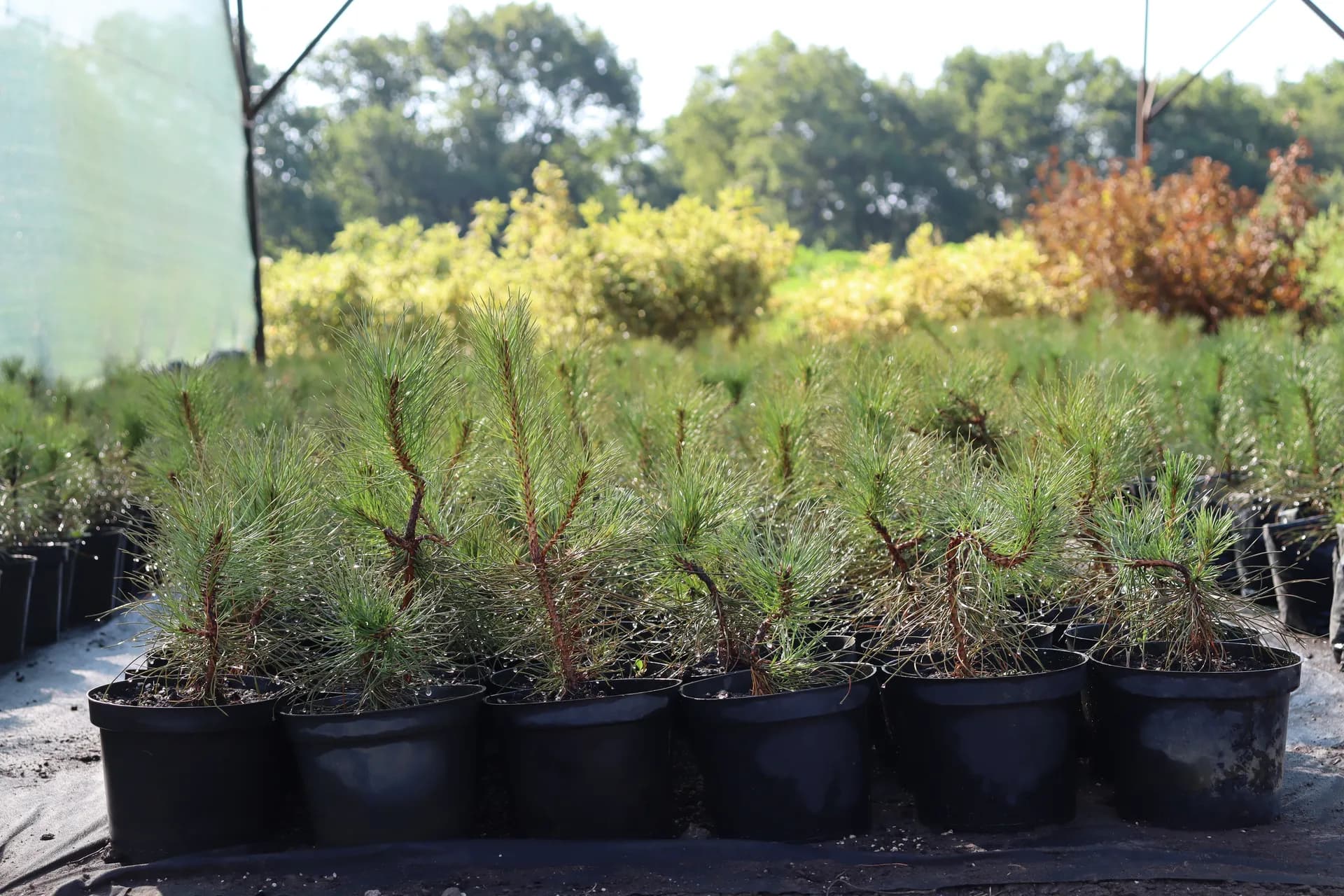 Дерен белый (пестролистный, вариегатный лист) "Sibirica"