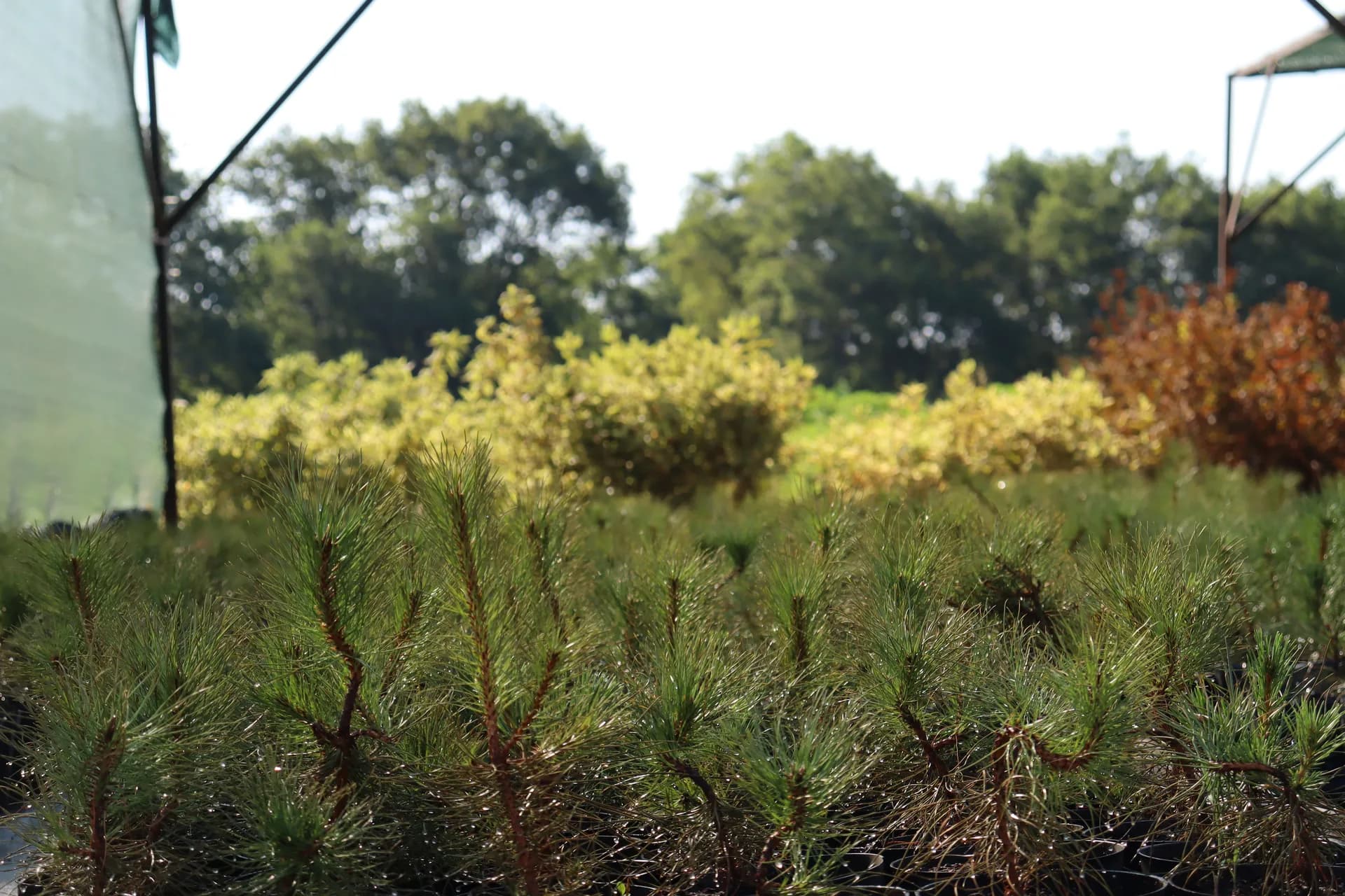 Рябина обыкновенная, d-1,5см