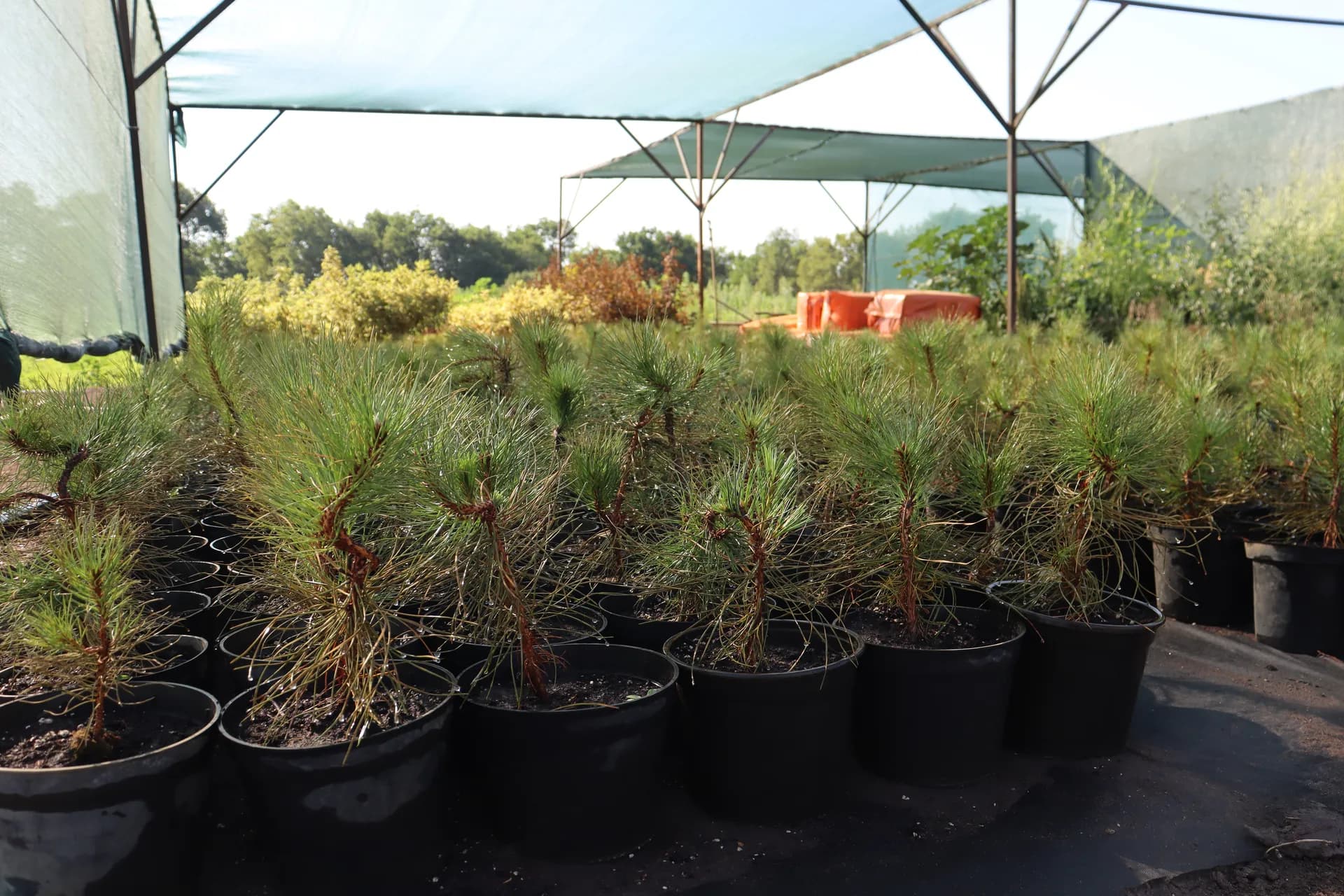 Ива вавилонская, d-3см.