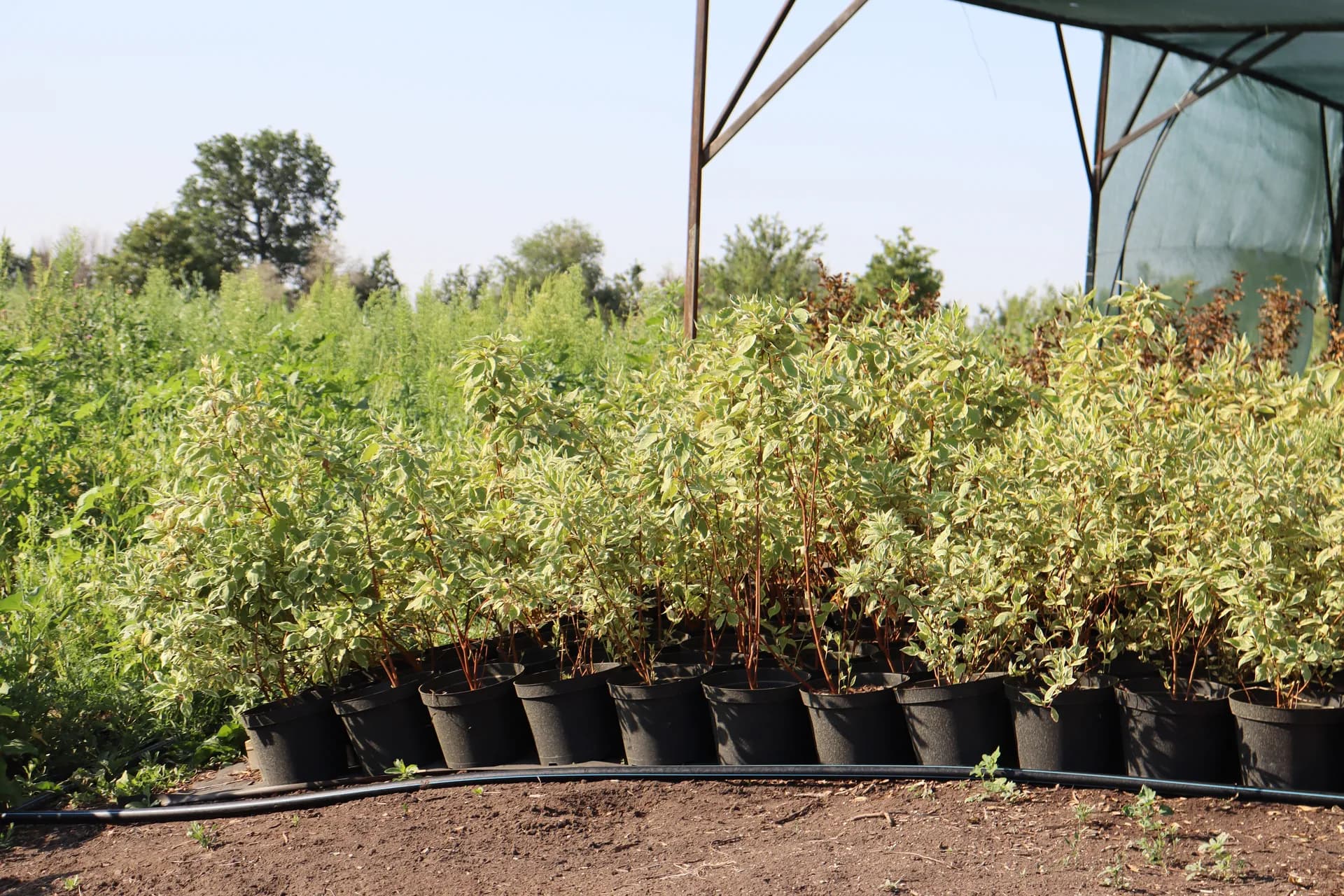 Ива вавилонская, d-2см.