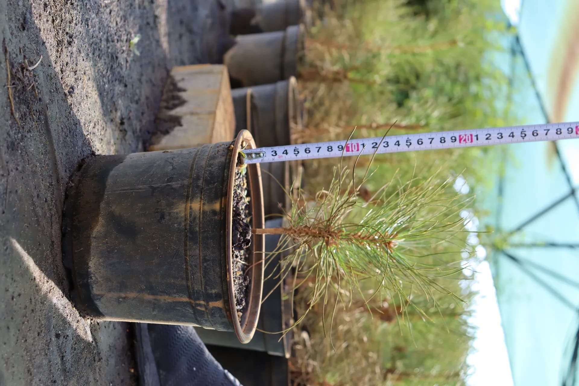 Липа крупнолистная, d-1 см.