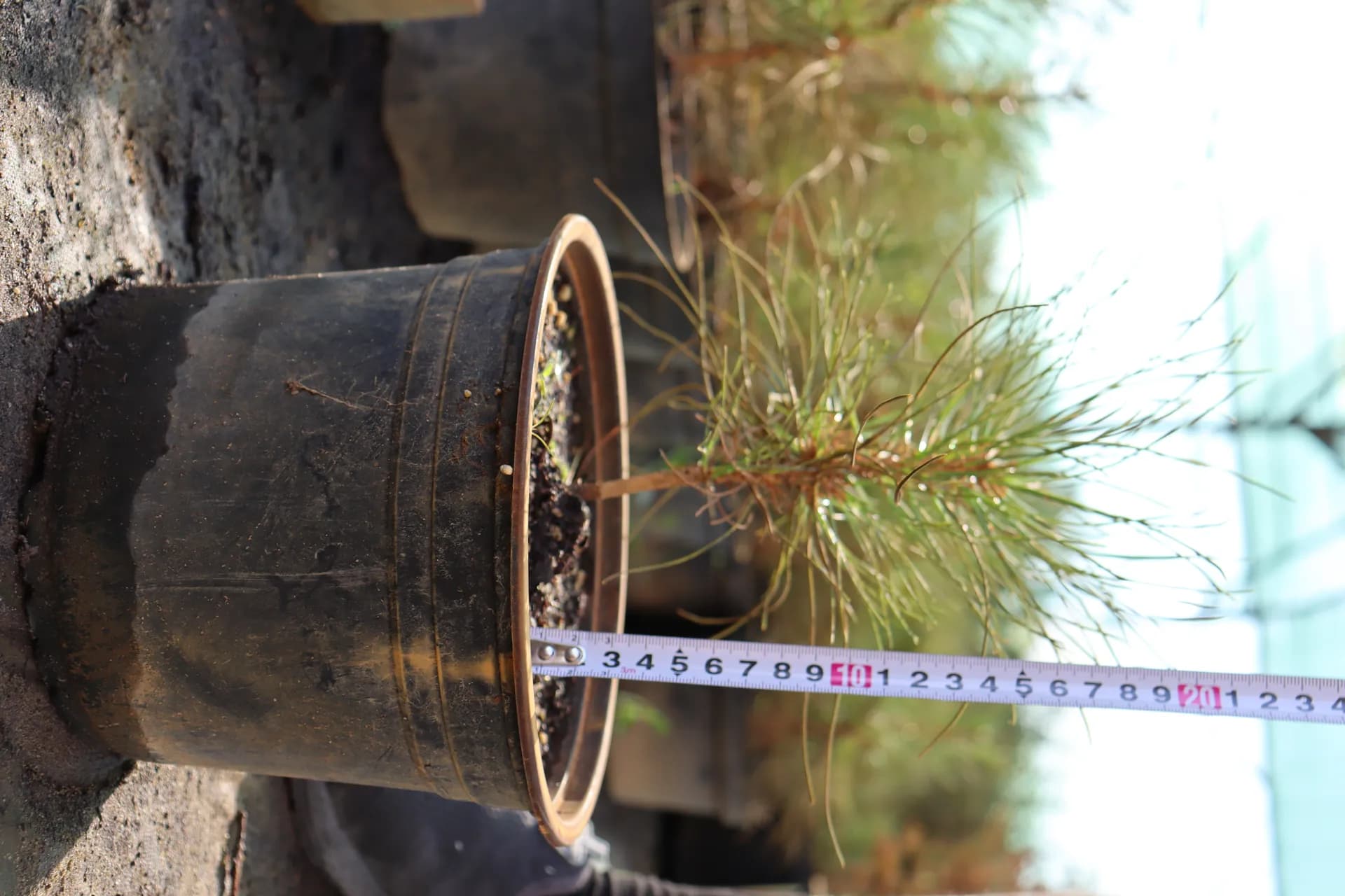 Барбарис Руби Стар