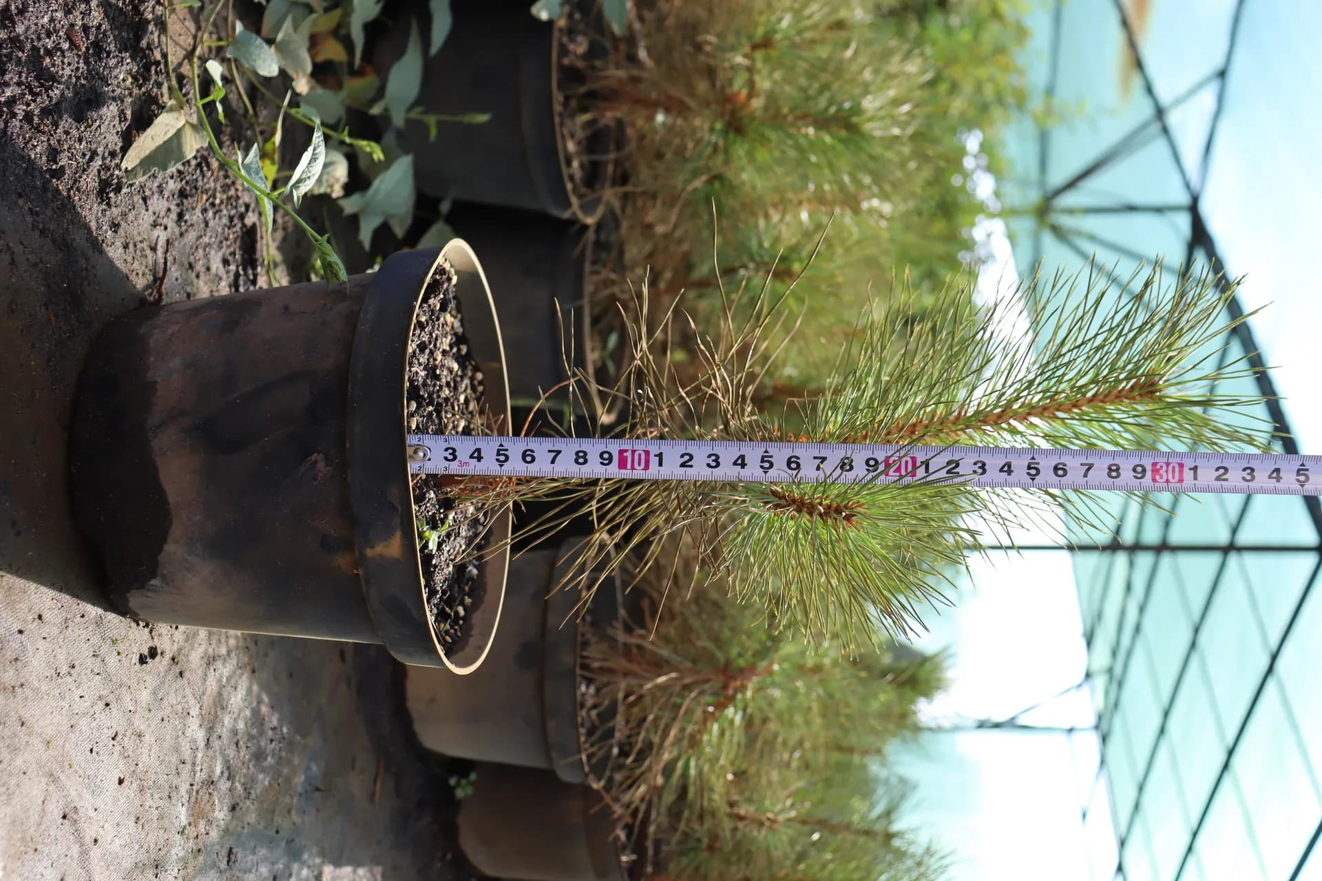 Можжевельник скальный "BlueArrow"