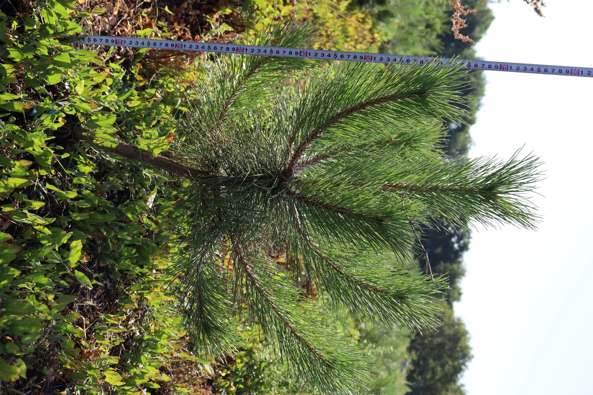 Можжевельник казацкий стелющийся