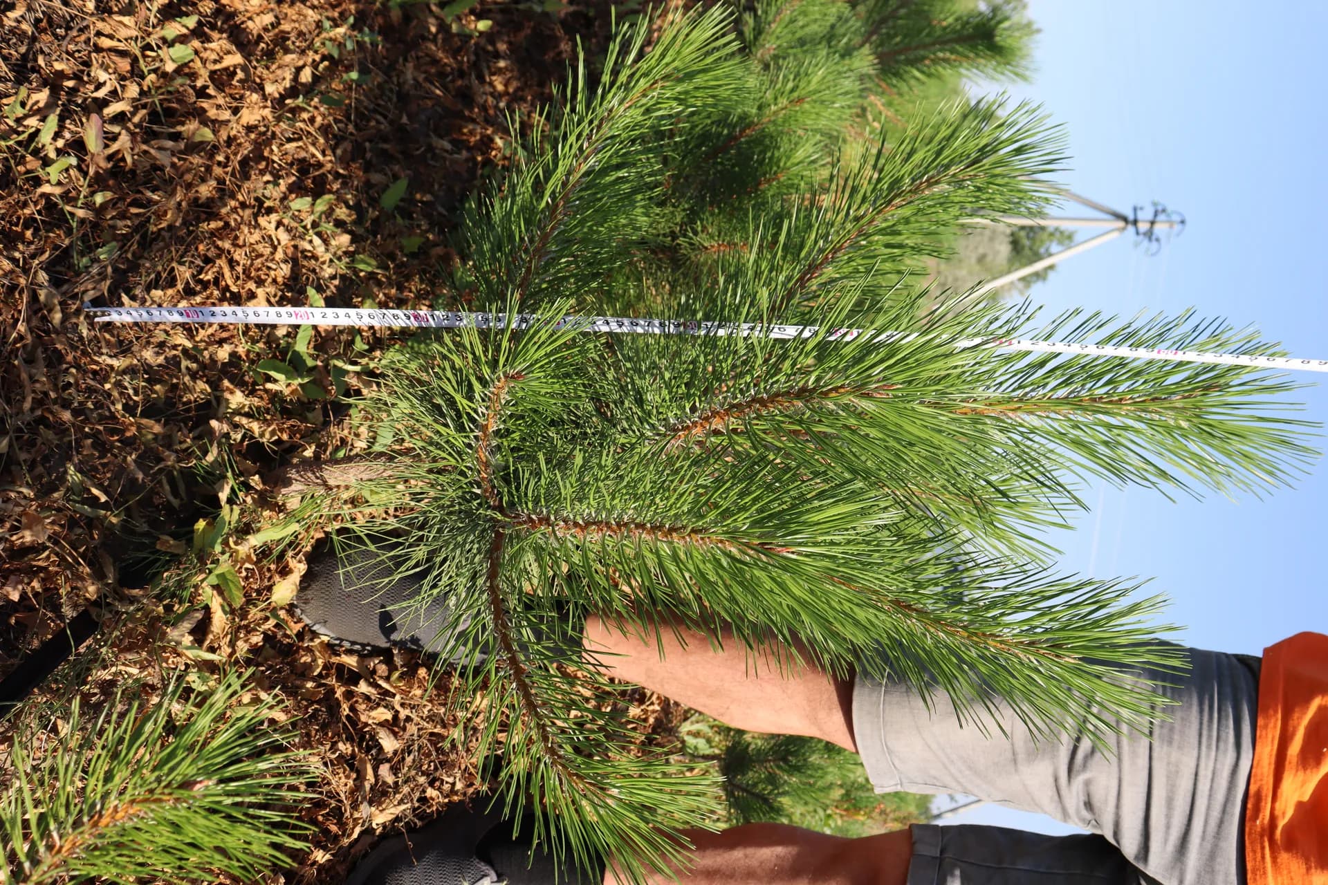 Липа крупнолистная, d-3,0см