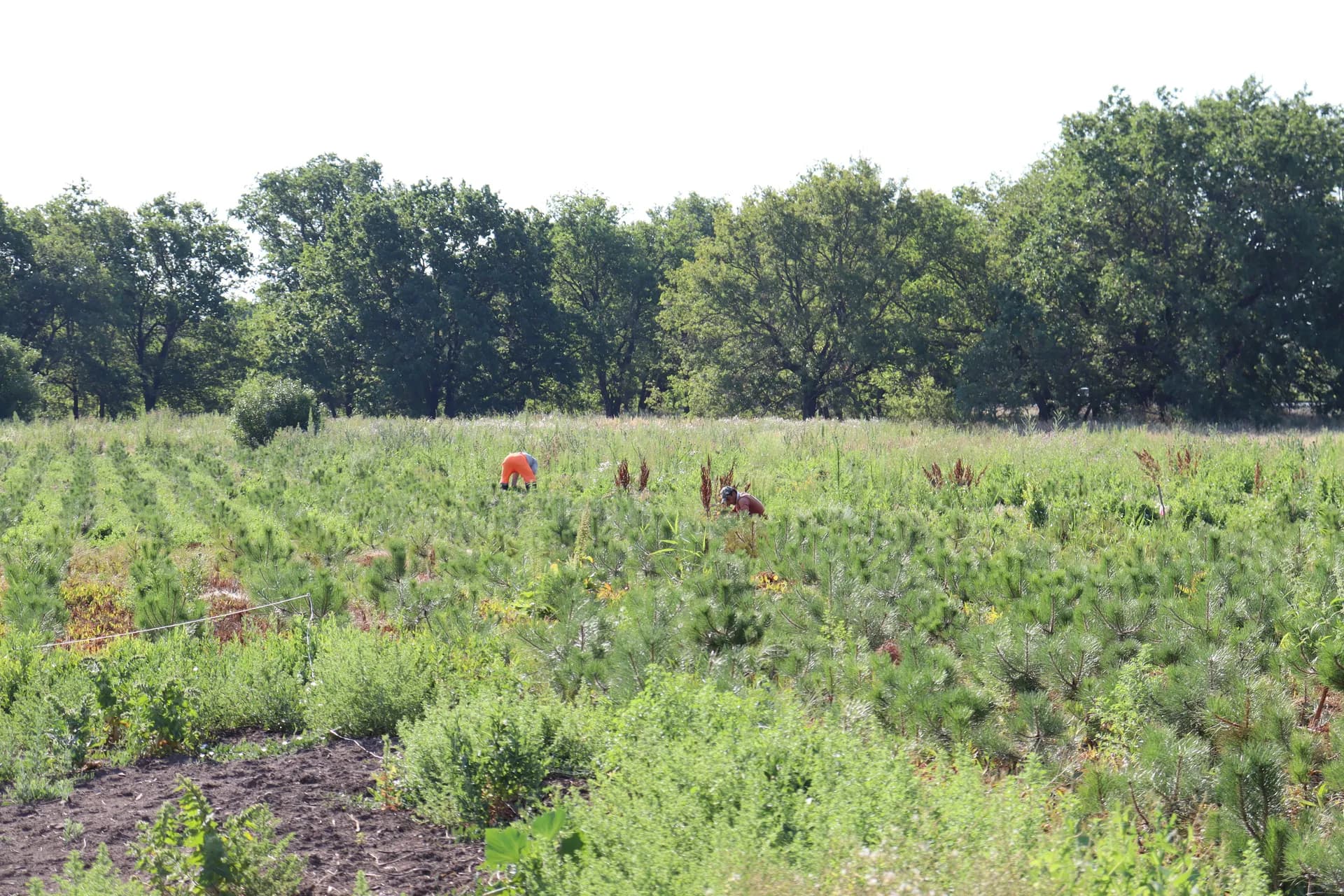 Берёза бородавчатая, d-2,5-3,5 см.