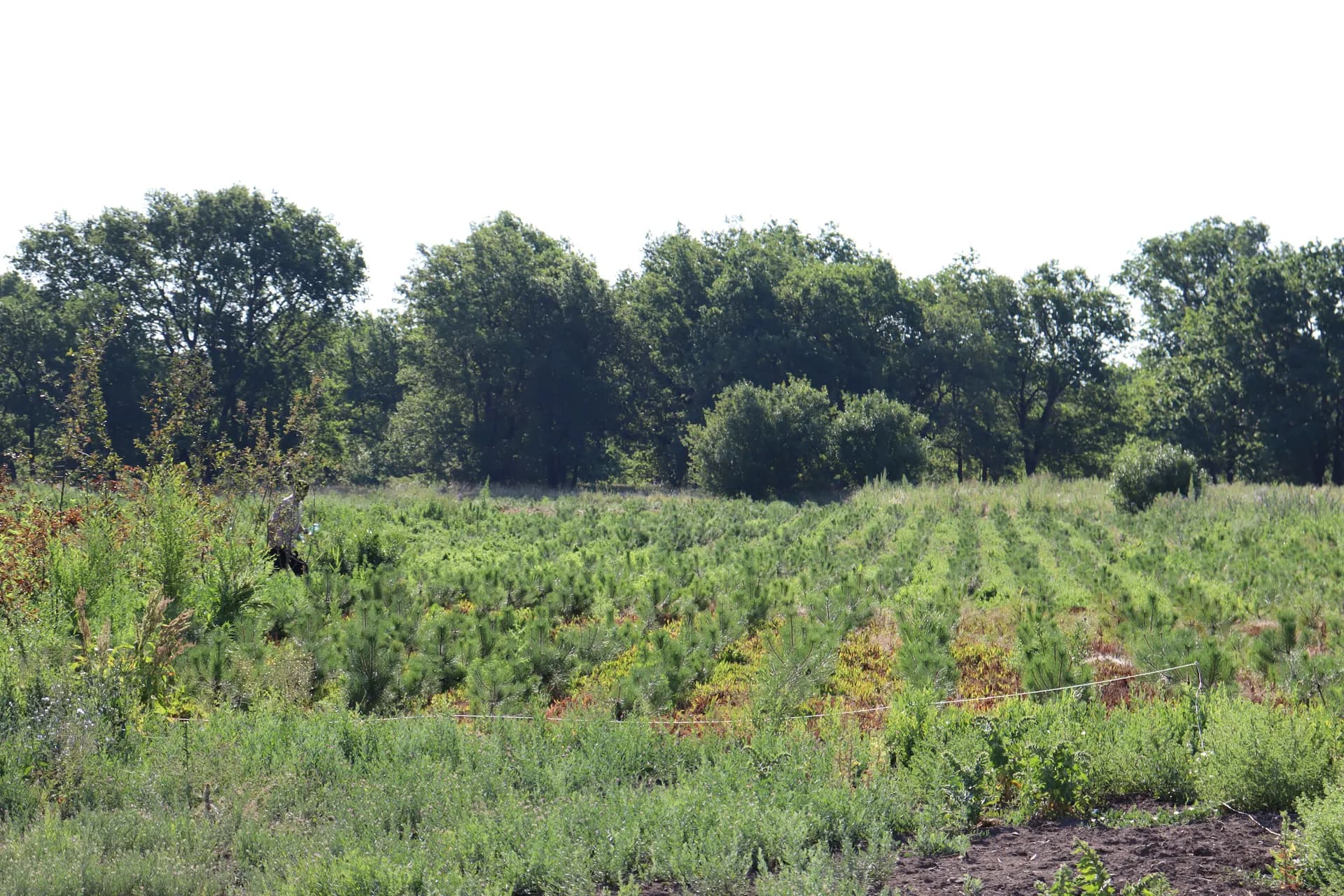 Липа крупнолистная , d-2см