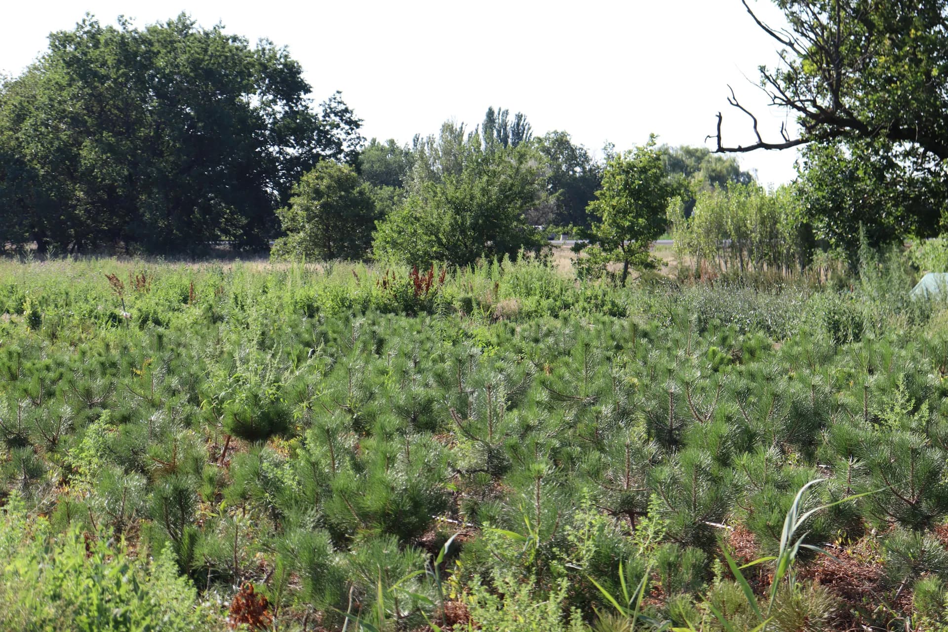 Можжевельник виргинский