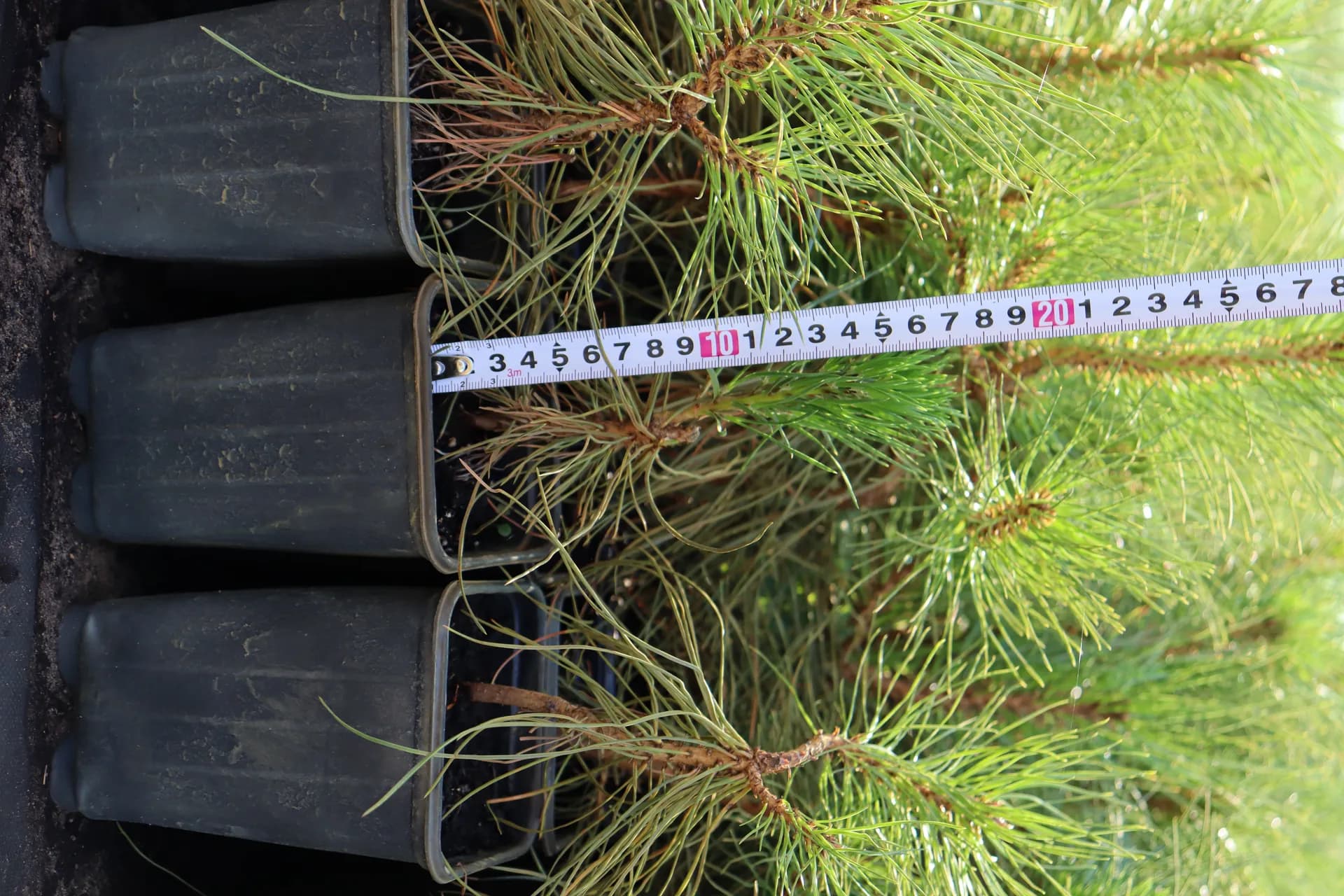 Можжевельник средний "Mint Julep"