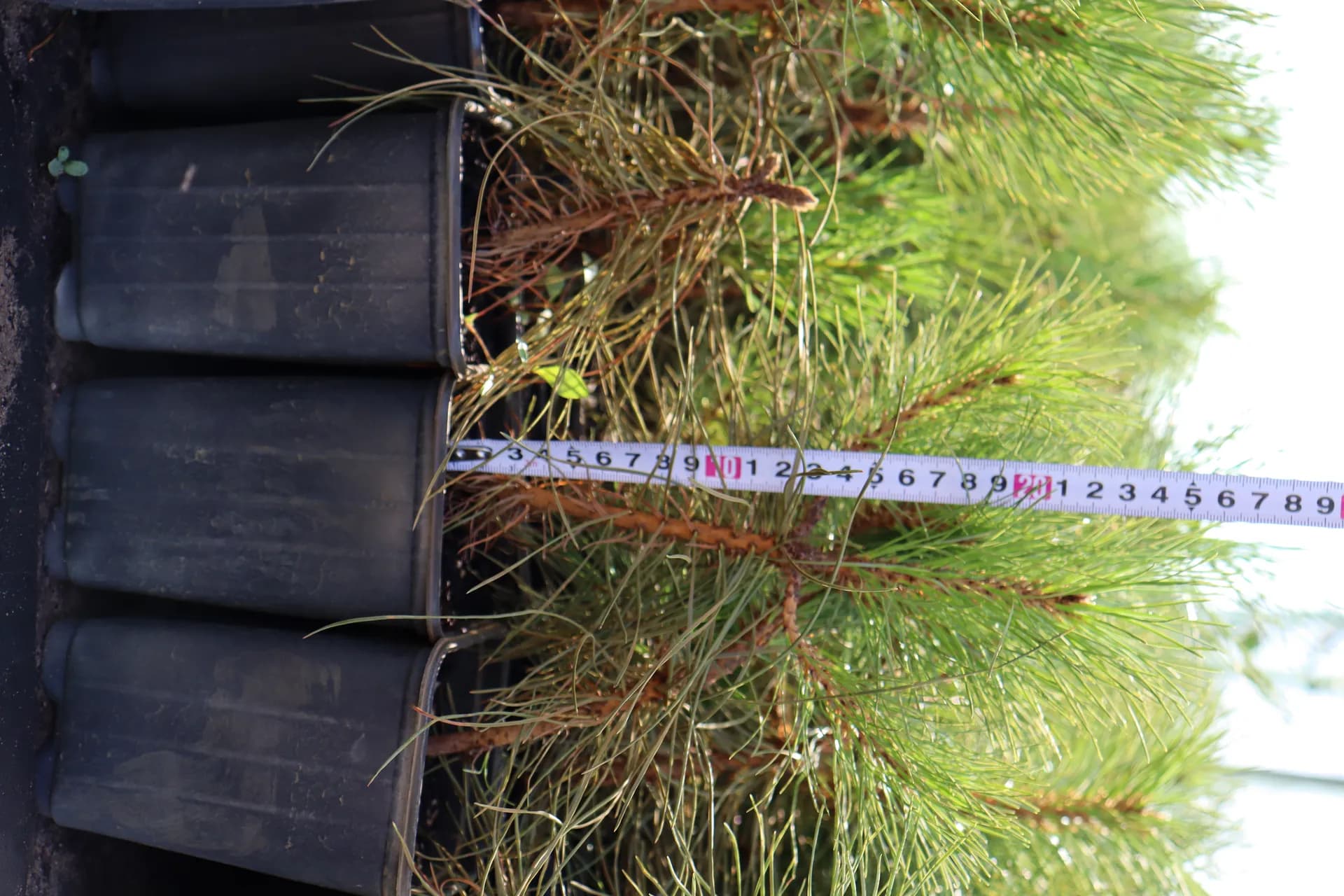 Ель обыкновенная