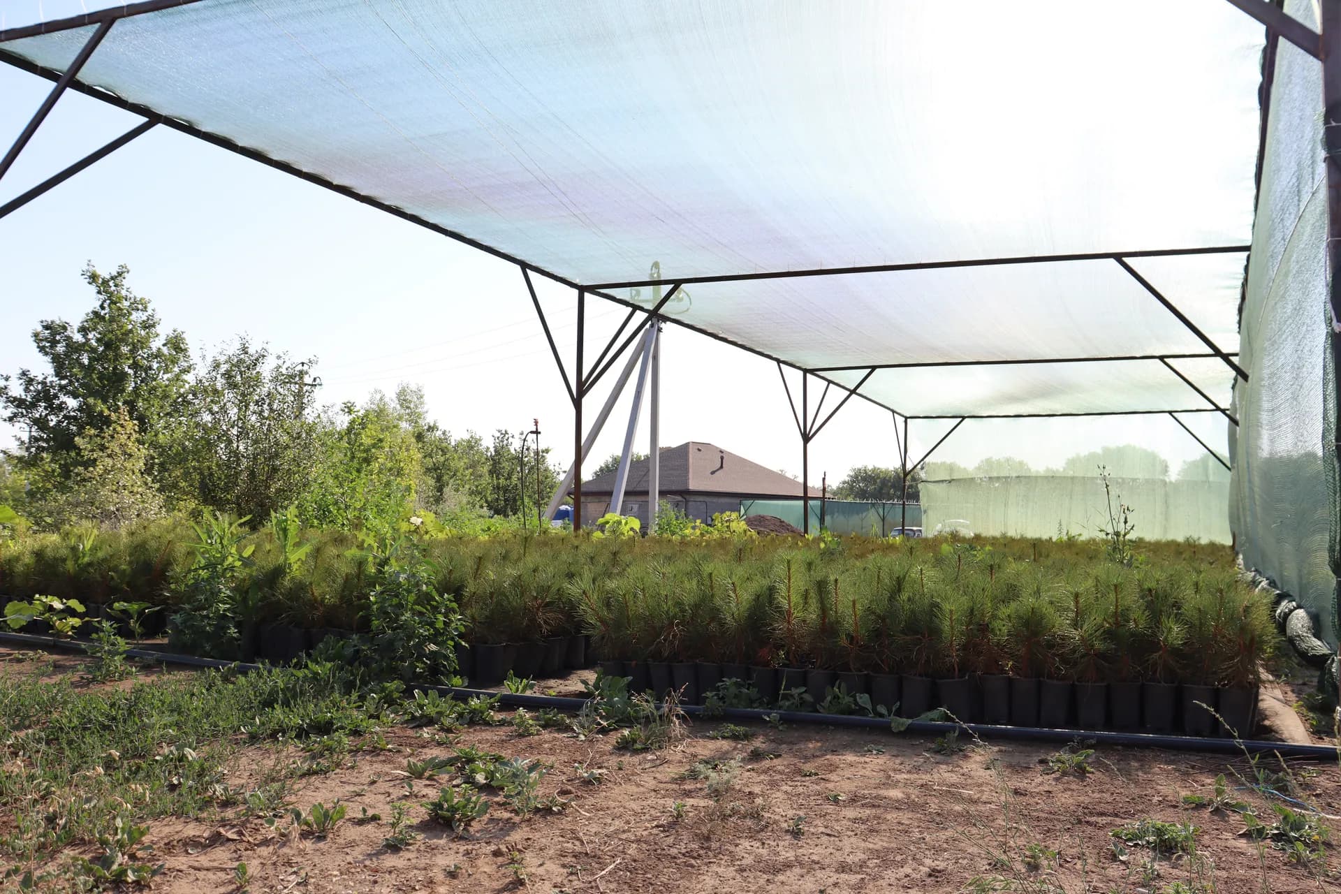 Ель канадская Коника (Conica)