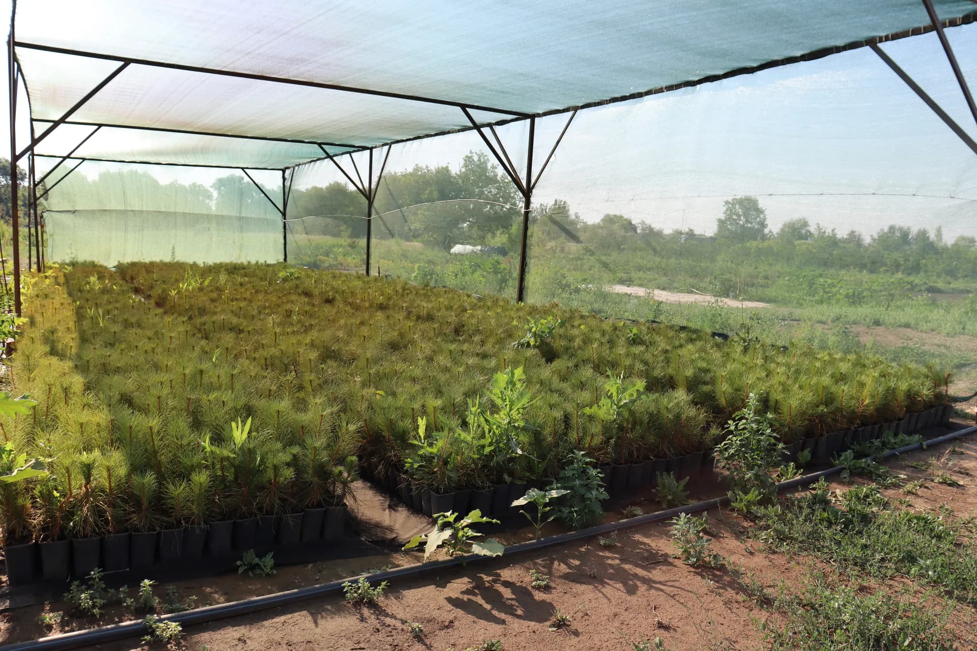 Клен остролистный, d-4,0см