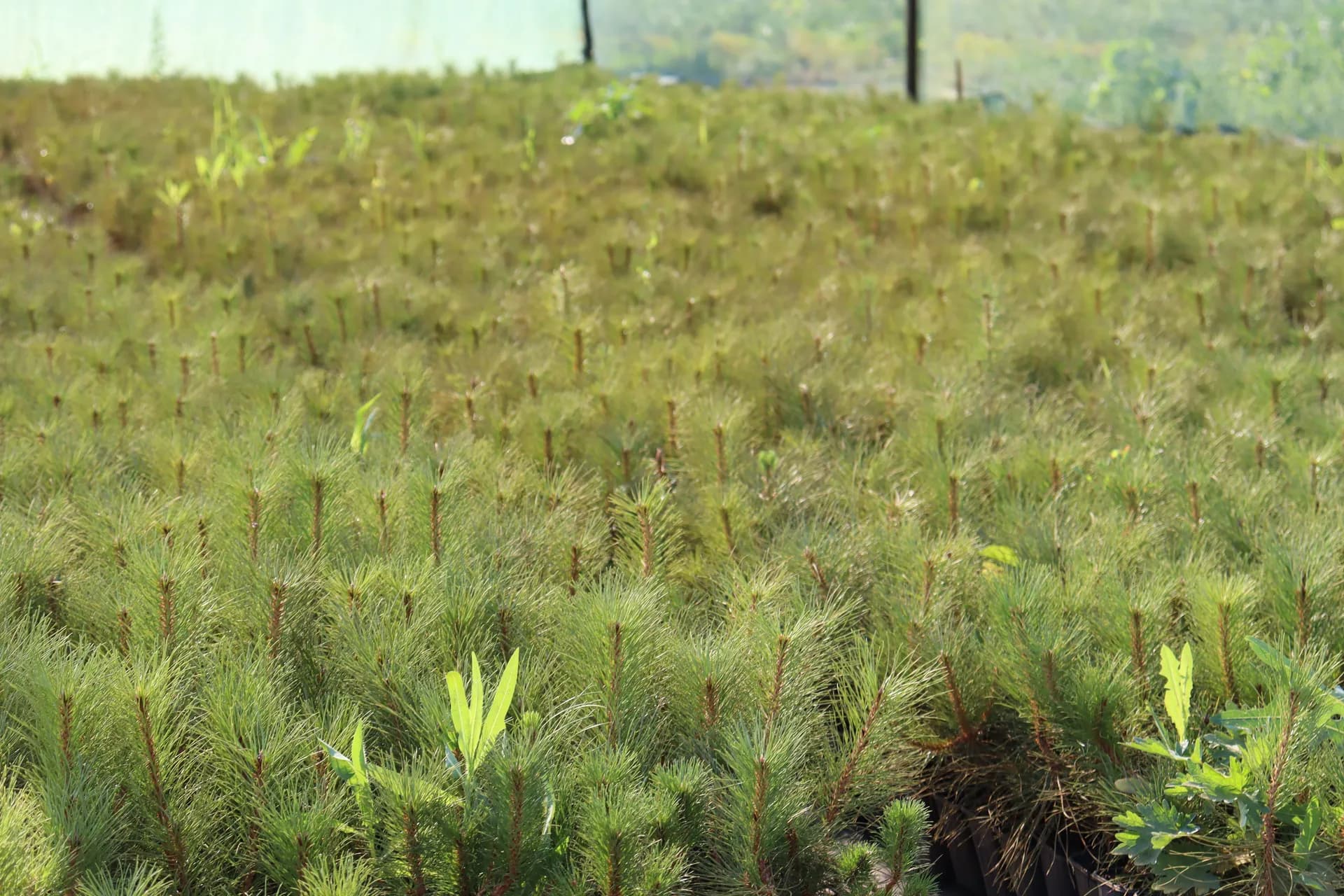 Можжевельник Хетц