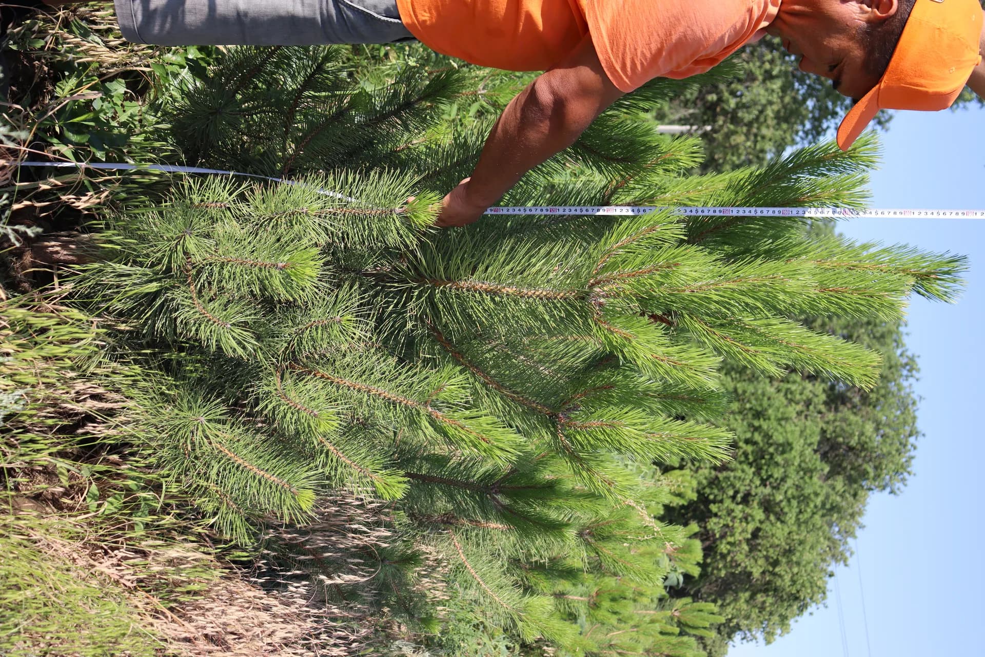 Пузыреплодник калинолистный "Red Baron"