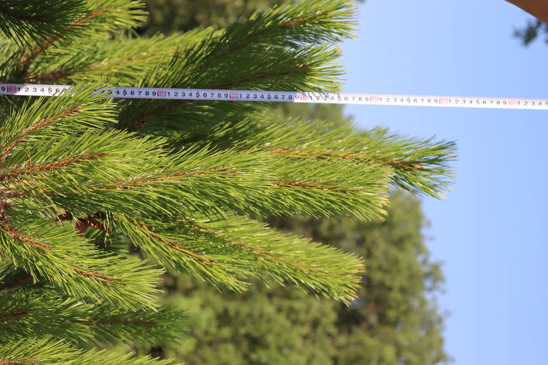 Берёза бородавчатая, d-2-3см.