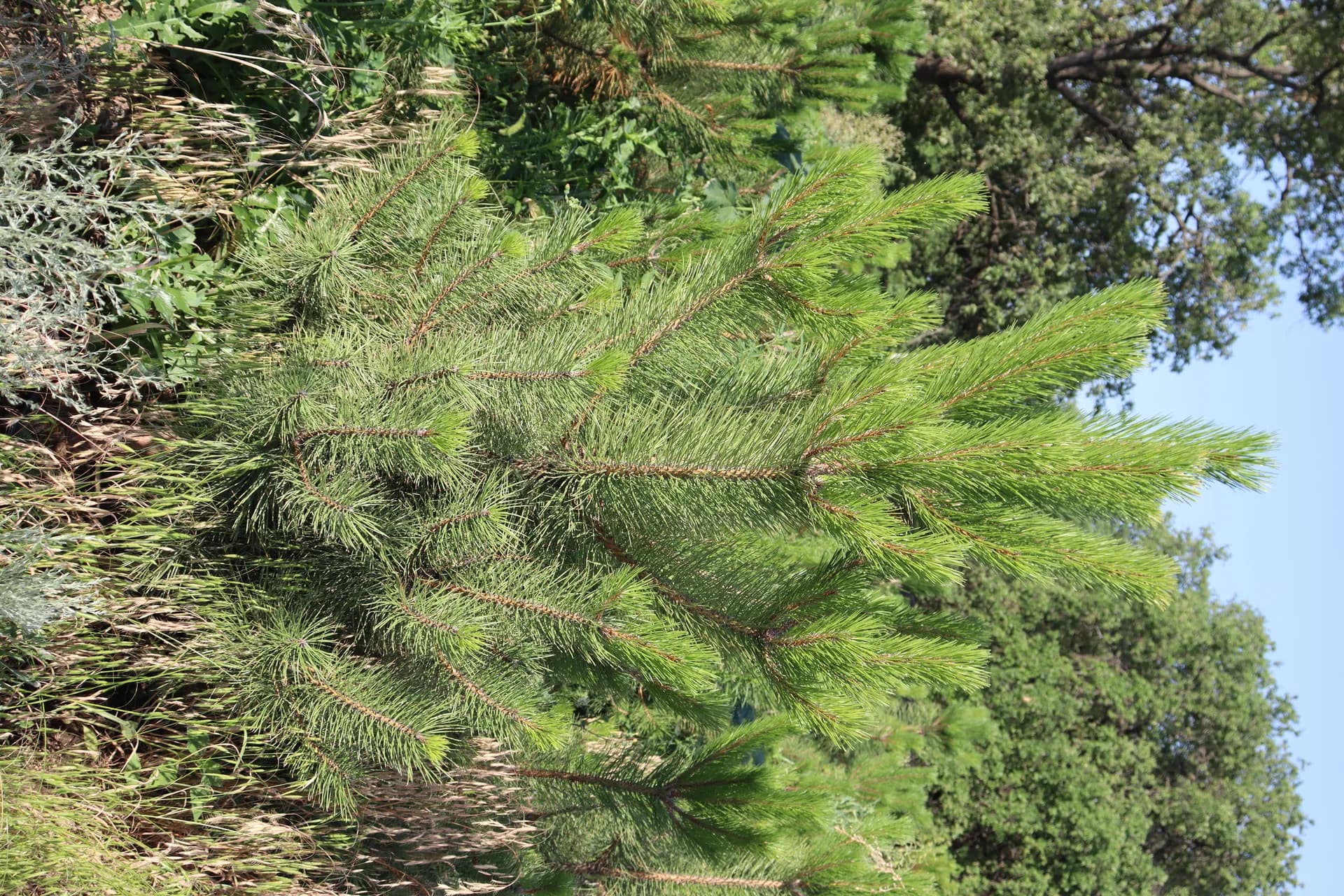 Тополь пирамидальный,d-2см (не пылит)