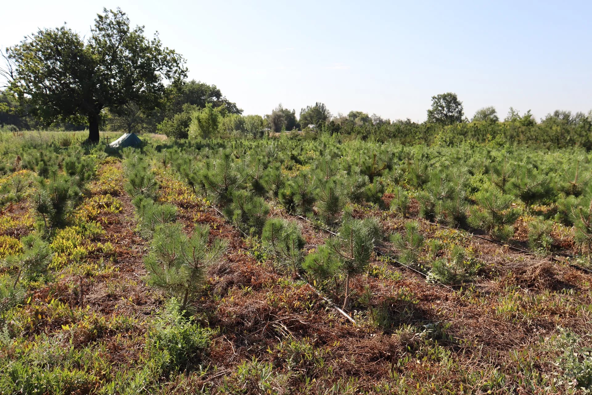 Рябина обыкновенная, d-2см