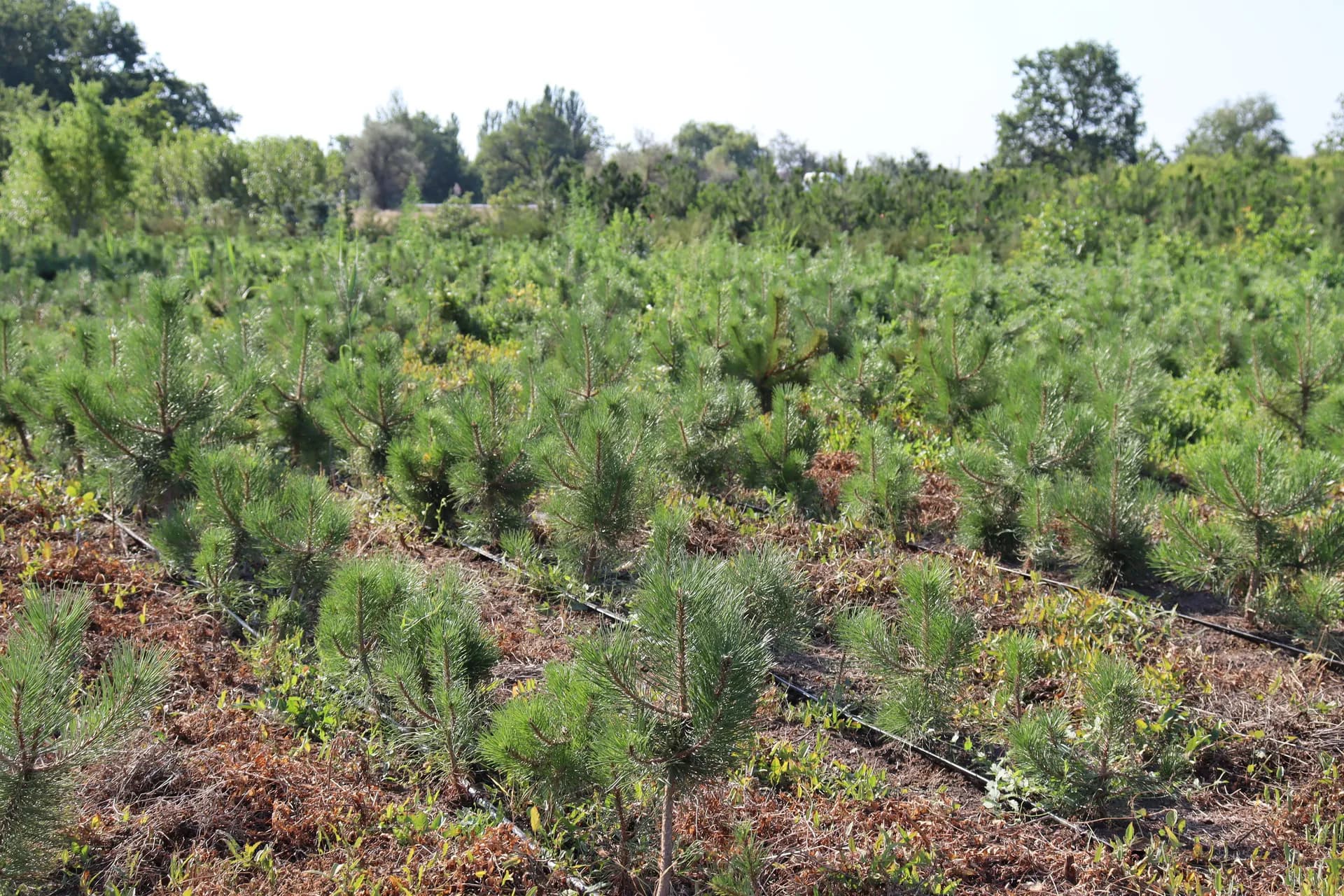 Рябина обыкновенная, d-1см