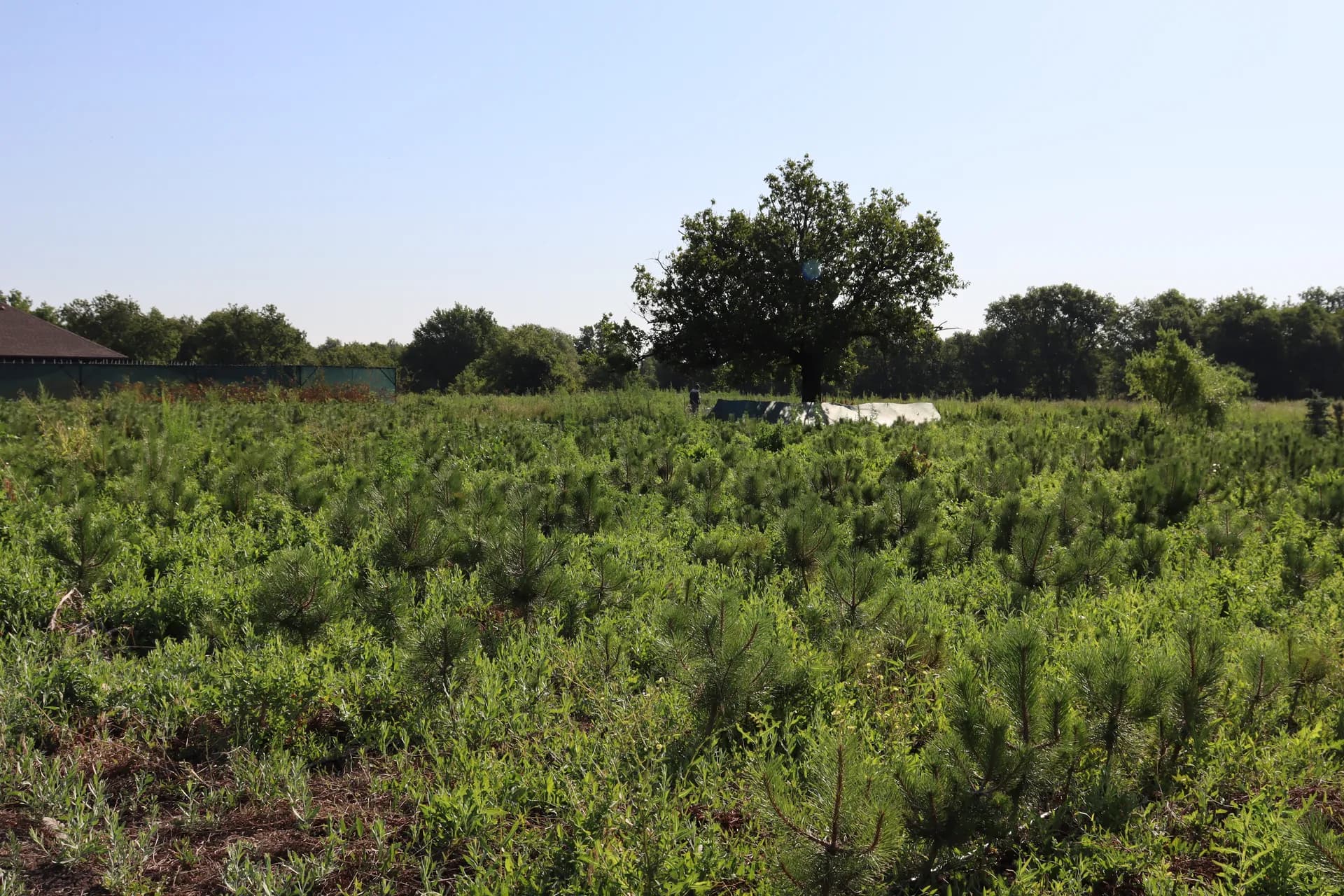 Барбарис Голден Ринг