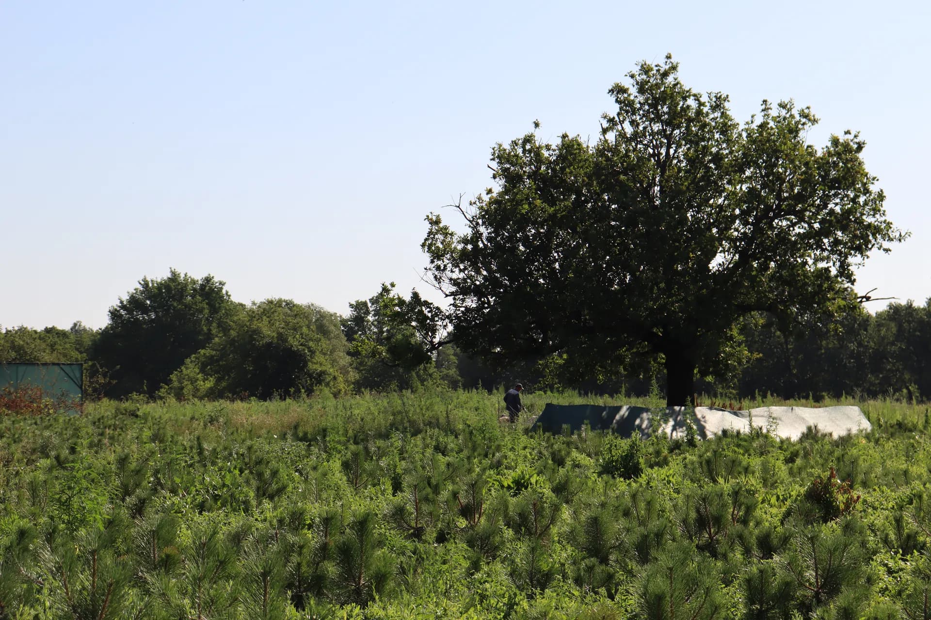 Тополь Болле, d-2см, (не пылит)