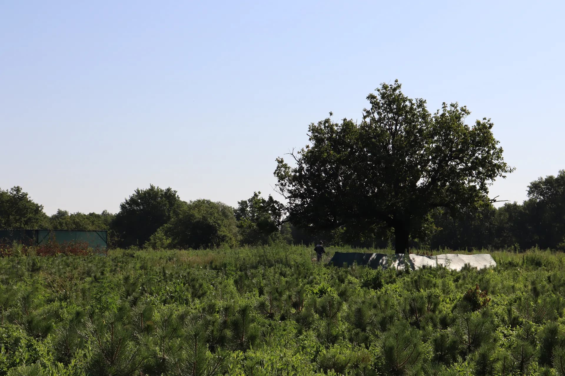 Спирея Ван Гутта