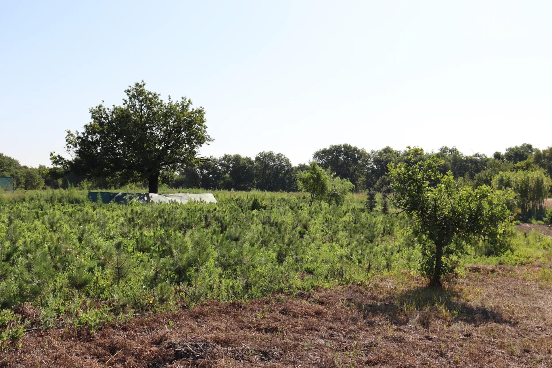 Клен остролистный, d-2см