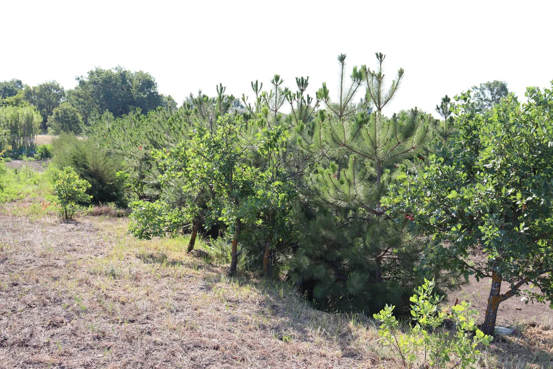 Ель колючая Глаука, ф. зеленая