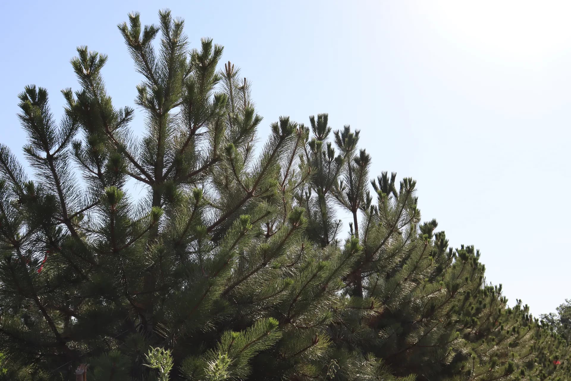 Катальпа бигнониевидная, d-3см.