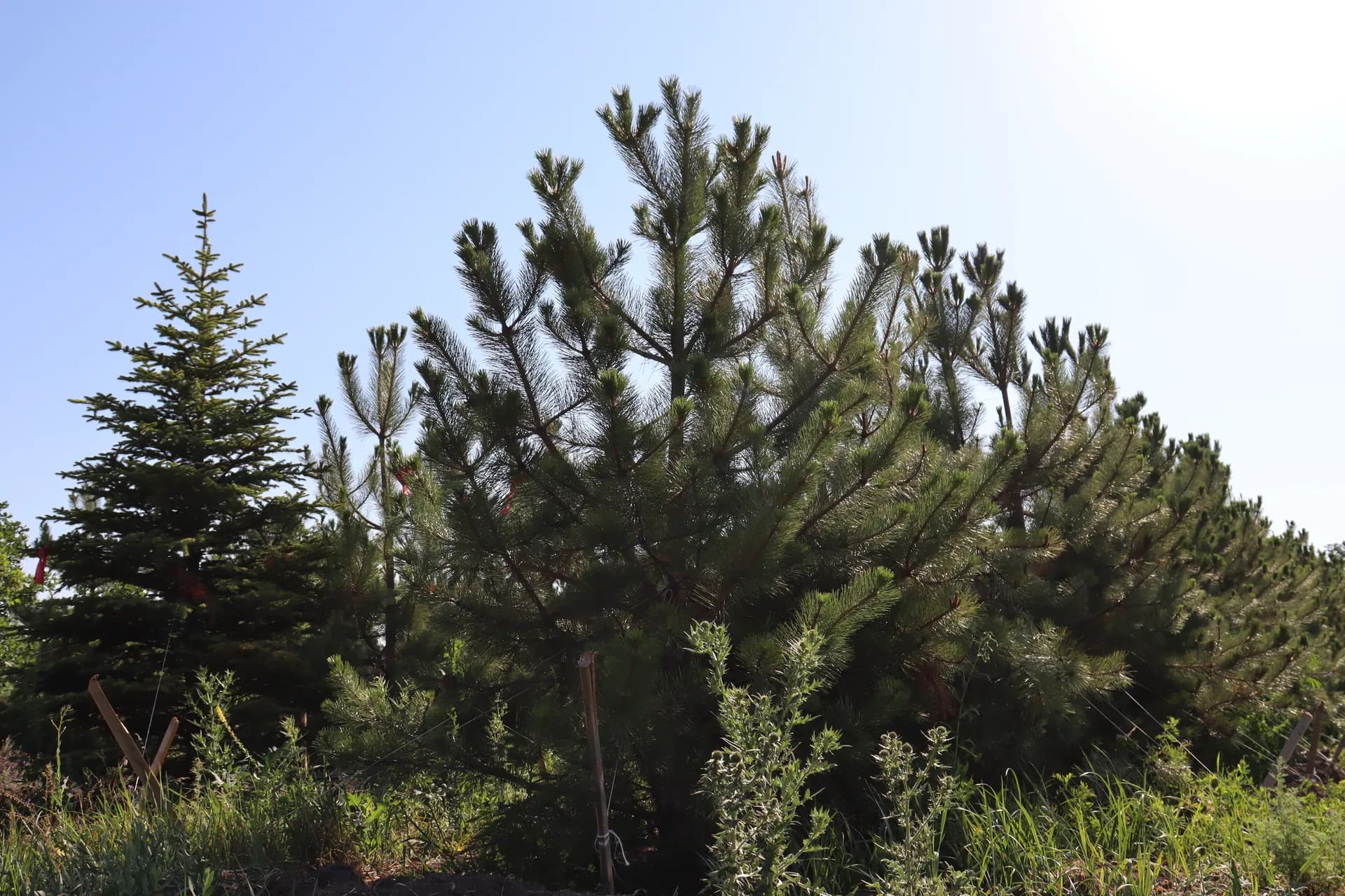 Катальпа бигнониевидная, d-2см.