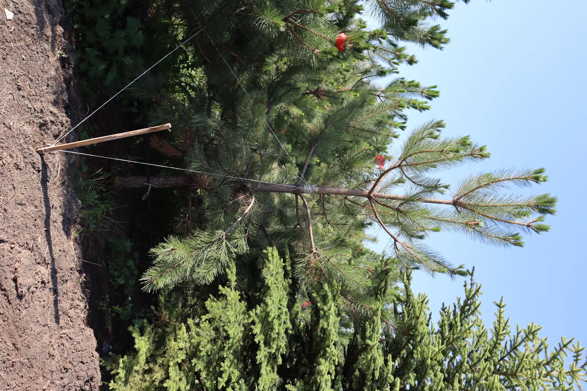 Барбарис Оранж Карпет