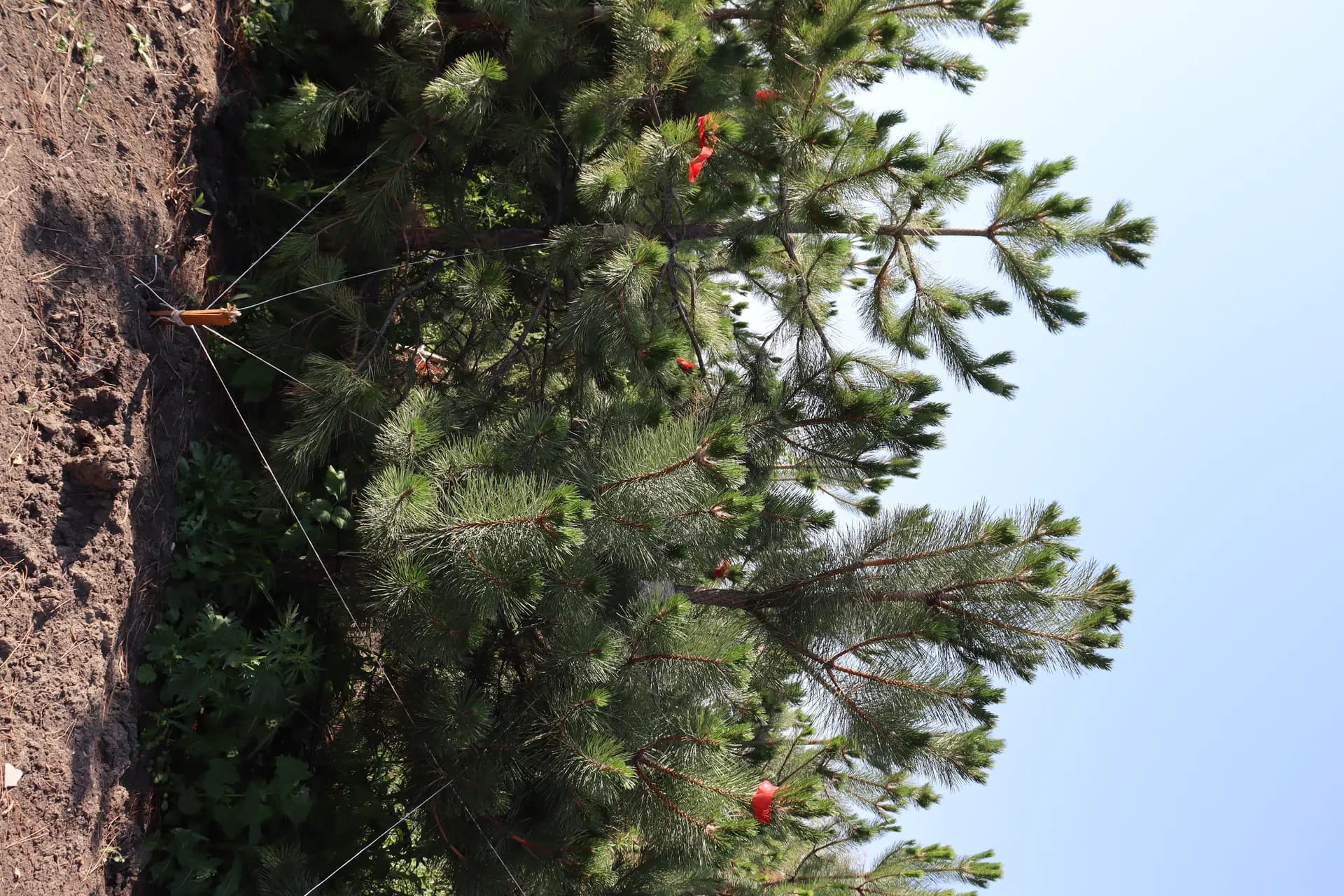 Ива спиралевидная, d-3см.