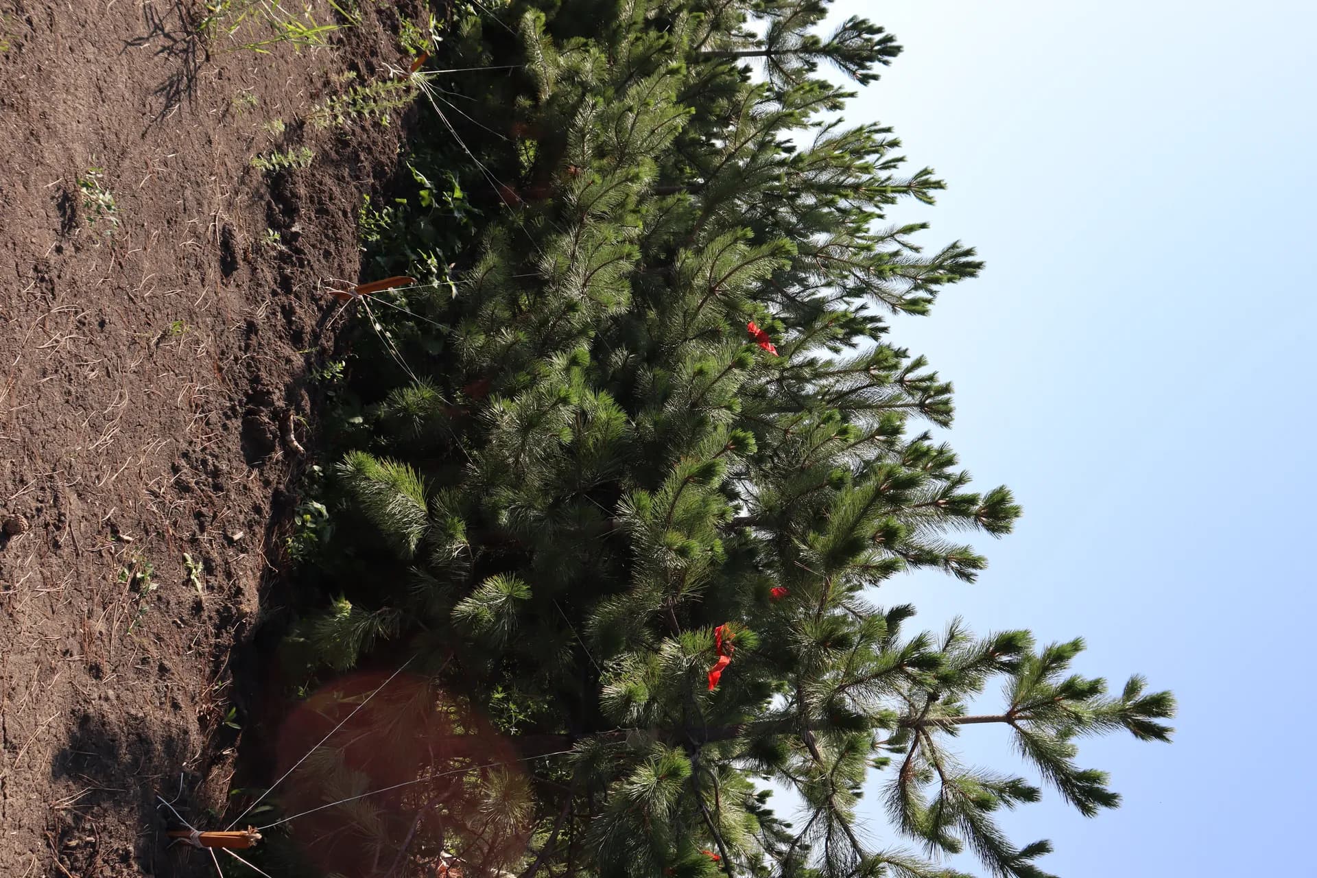 Боярышник Пауль Скарлет, d-2см.