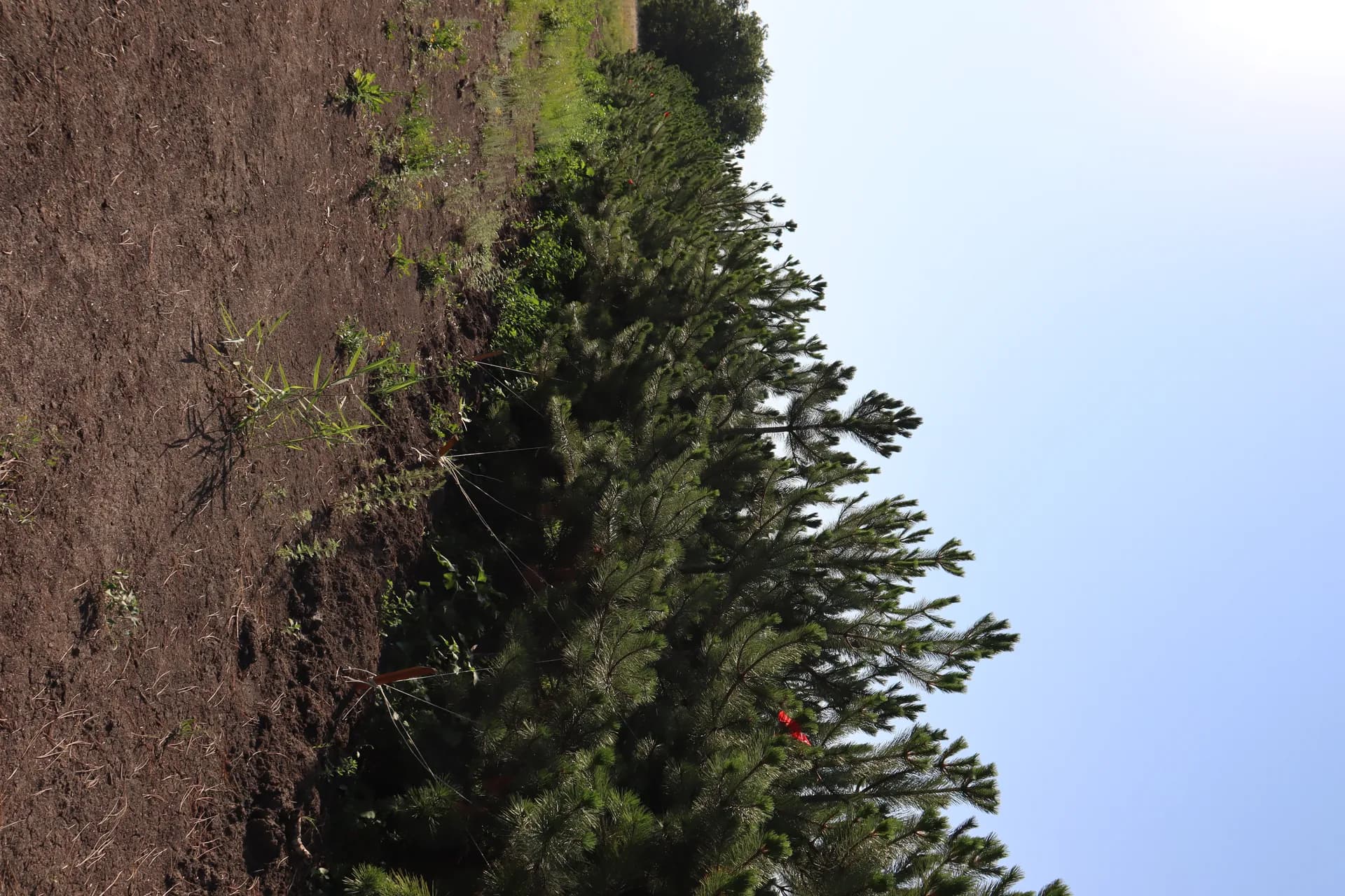 Яблоня Недзвецкого, d-1см