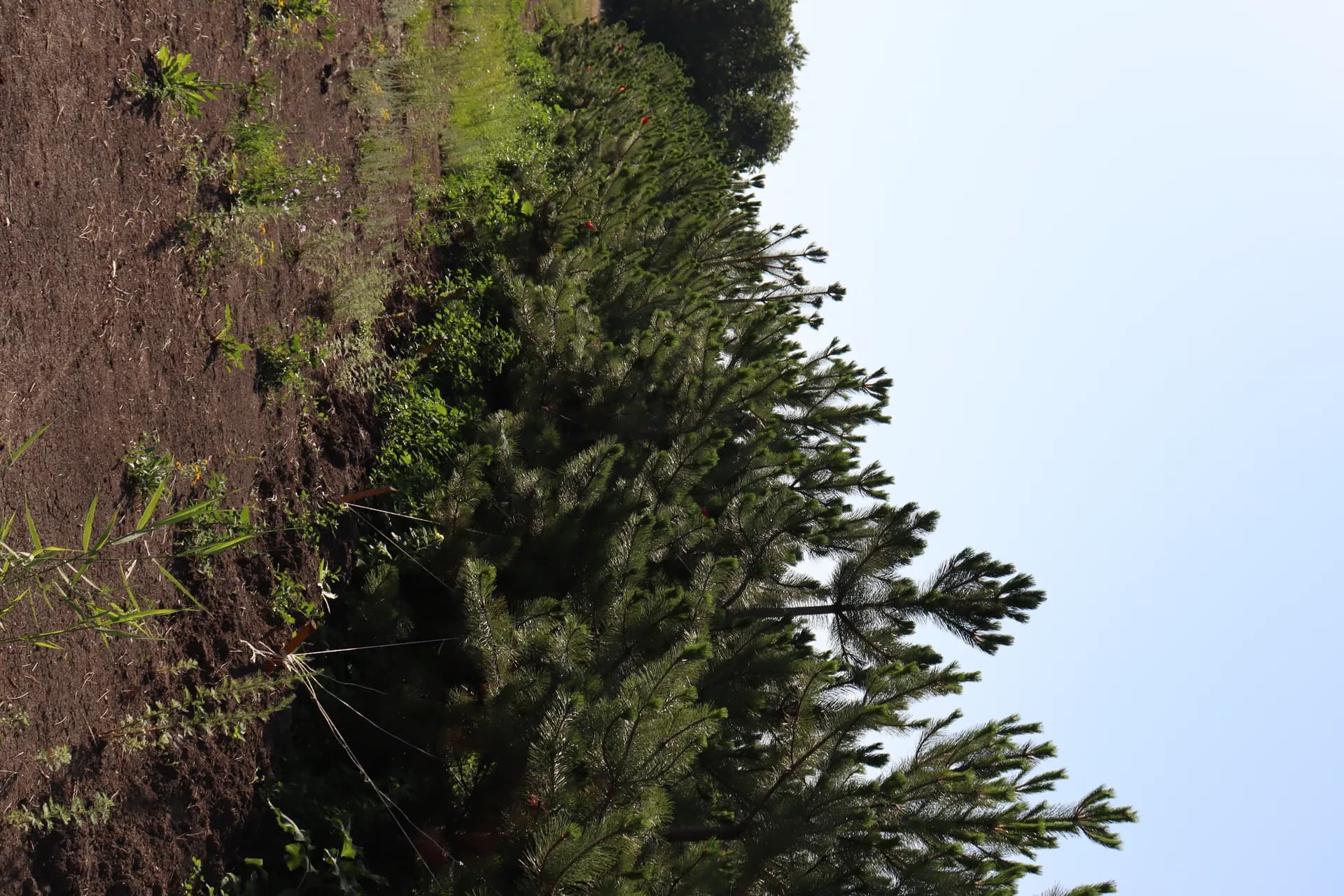 Клен сахаристый, d-2,5см