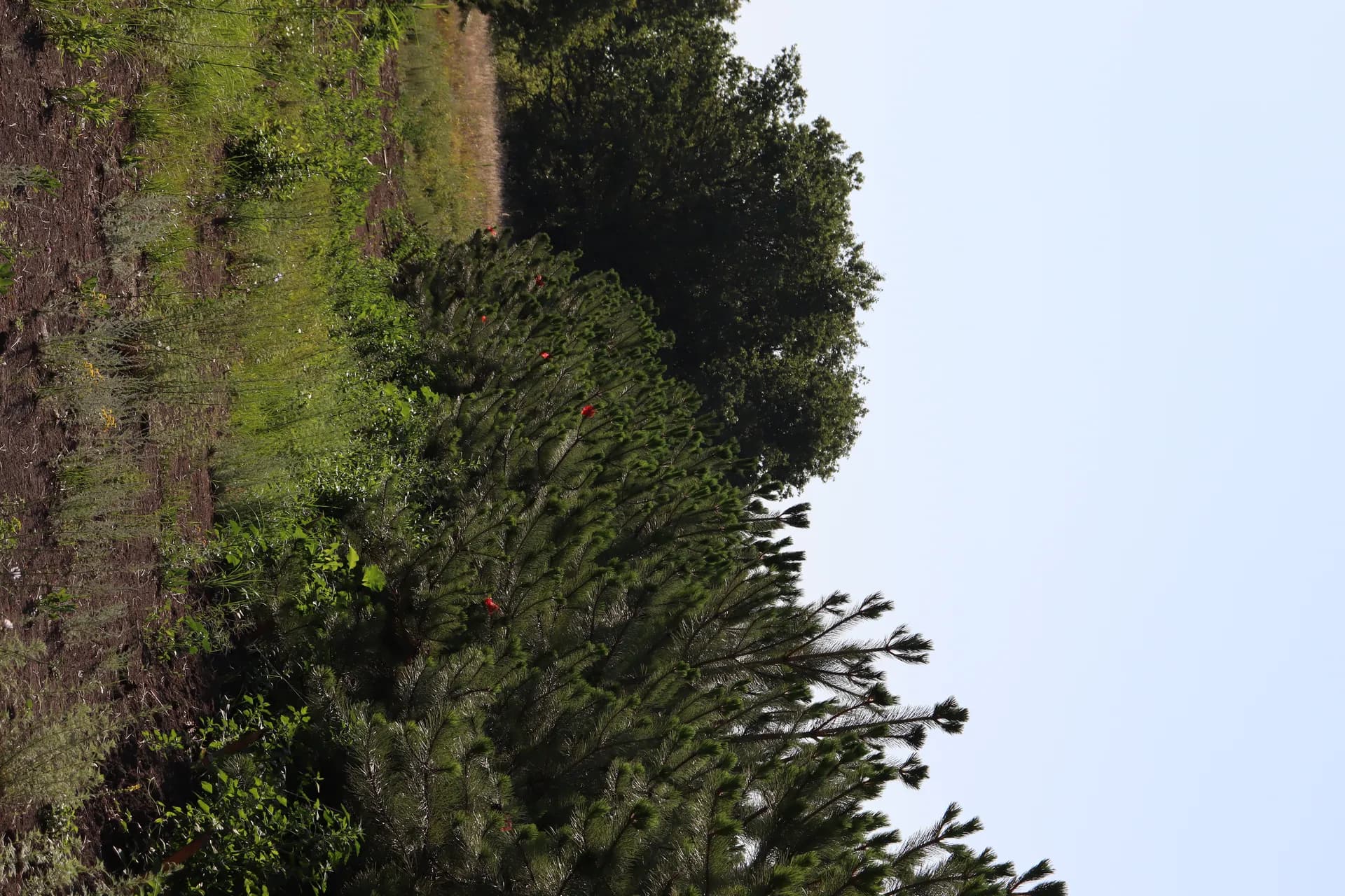 Сосна крымская