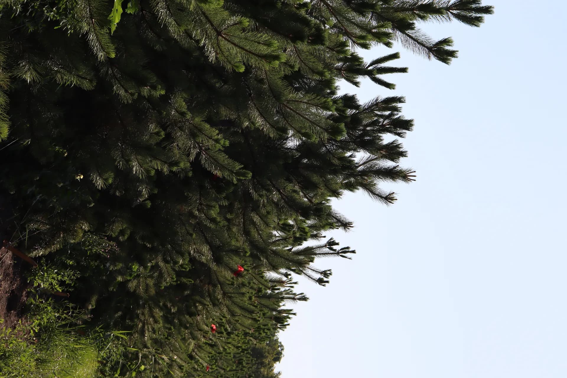 Липа крупнолистная, d-3,5 см.