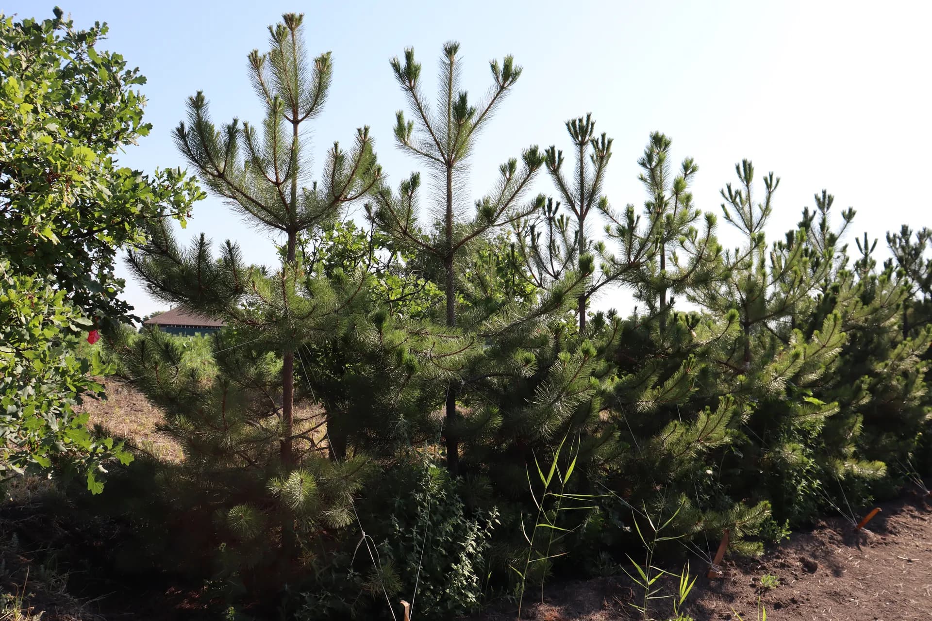 Клен остролистный, d-3,0см