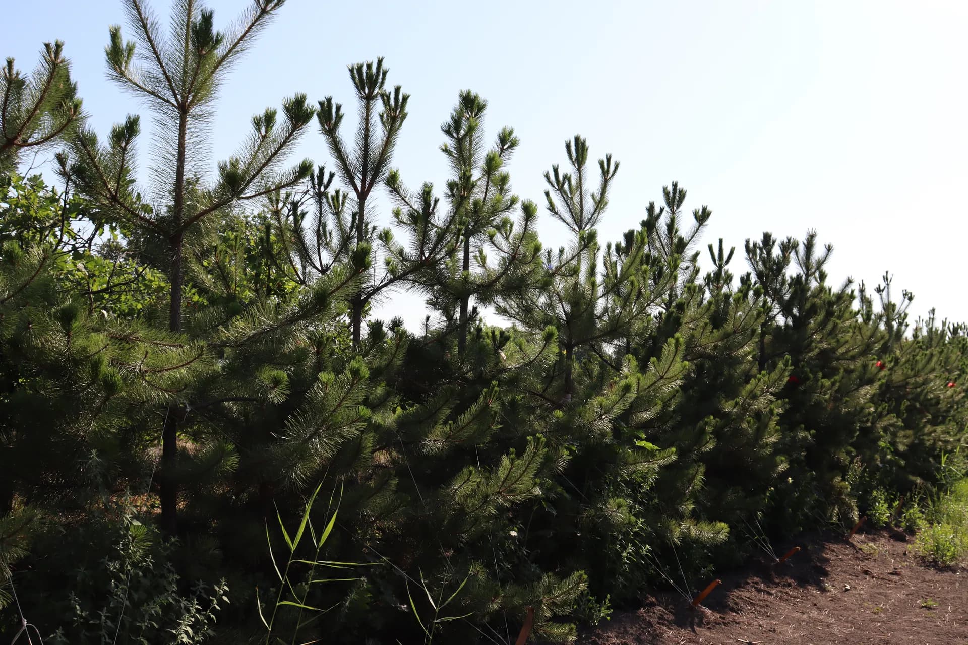 Барбарис Роус Глоу