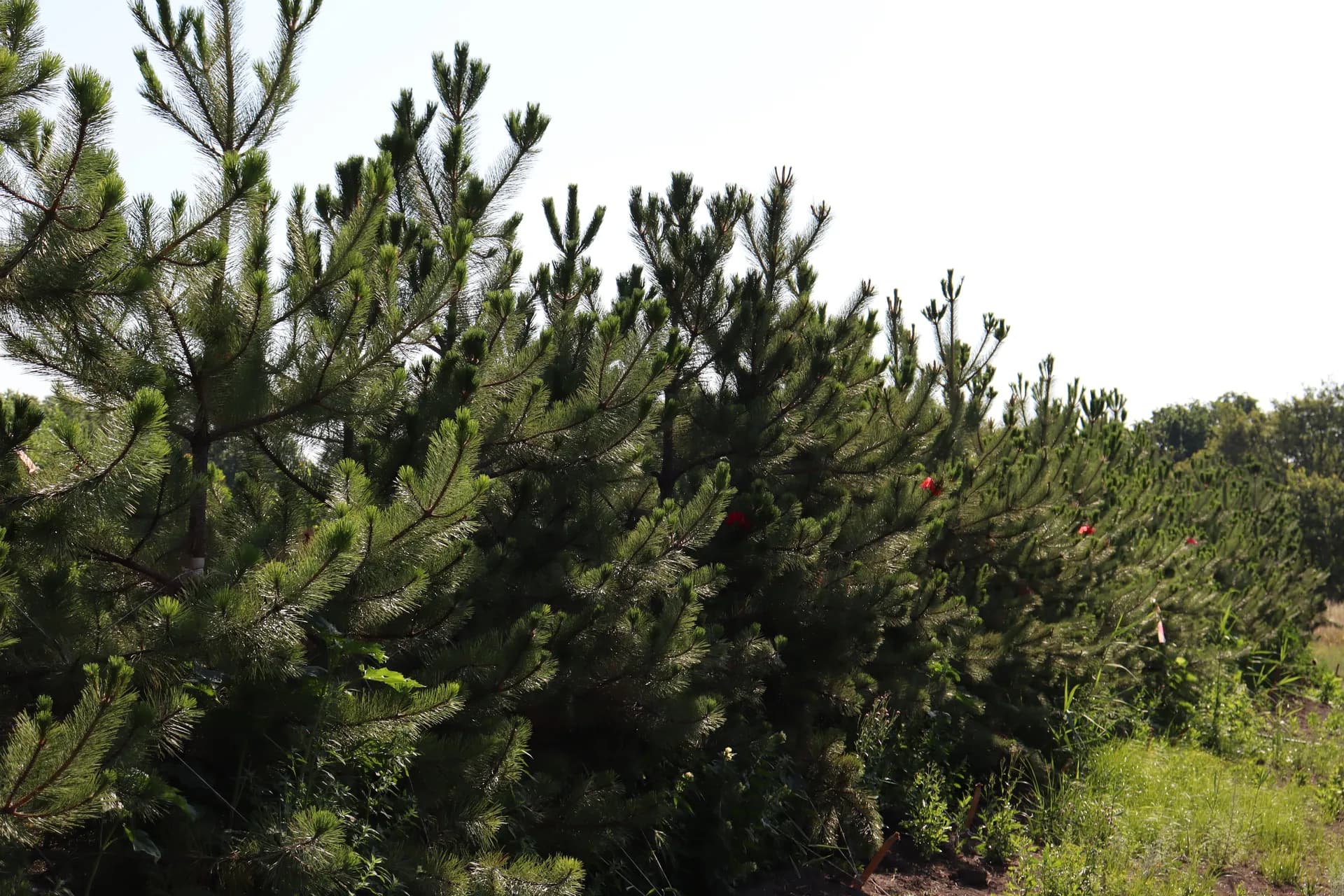 Сосна черная