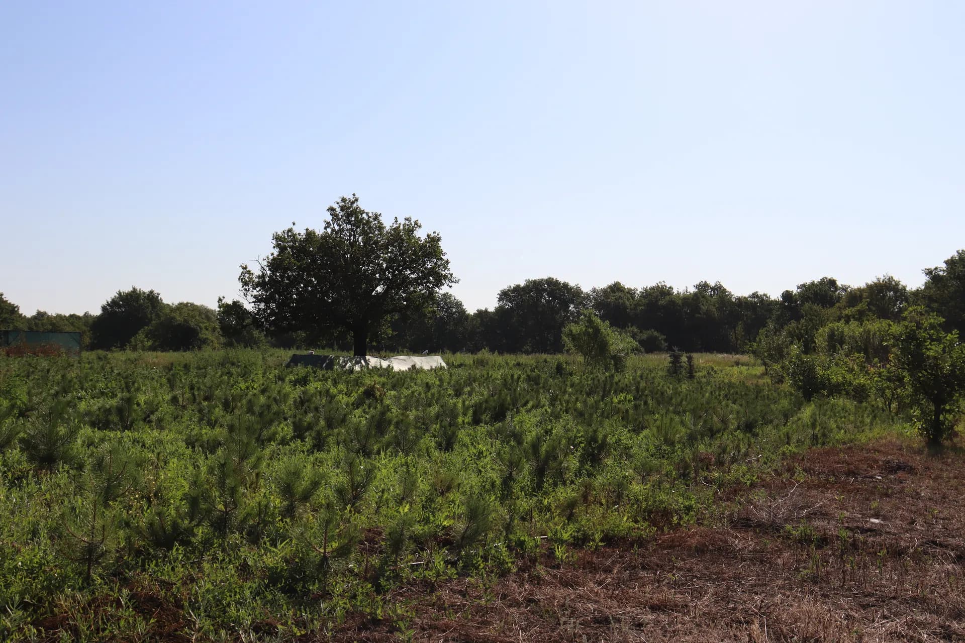 Клен Гиннала, d-3см