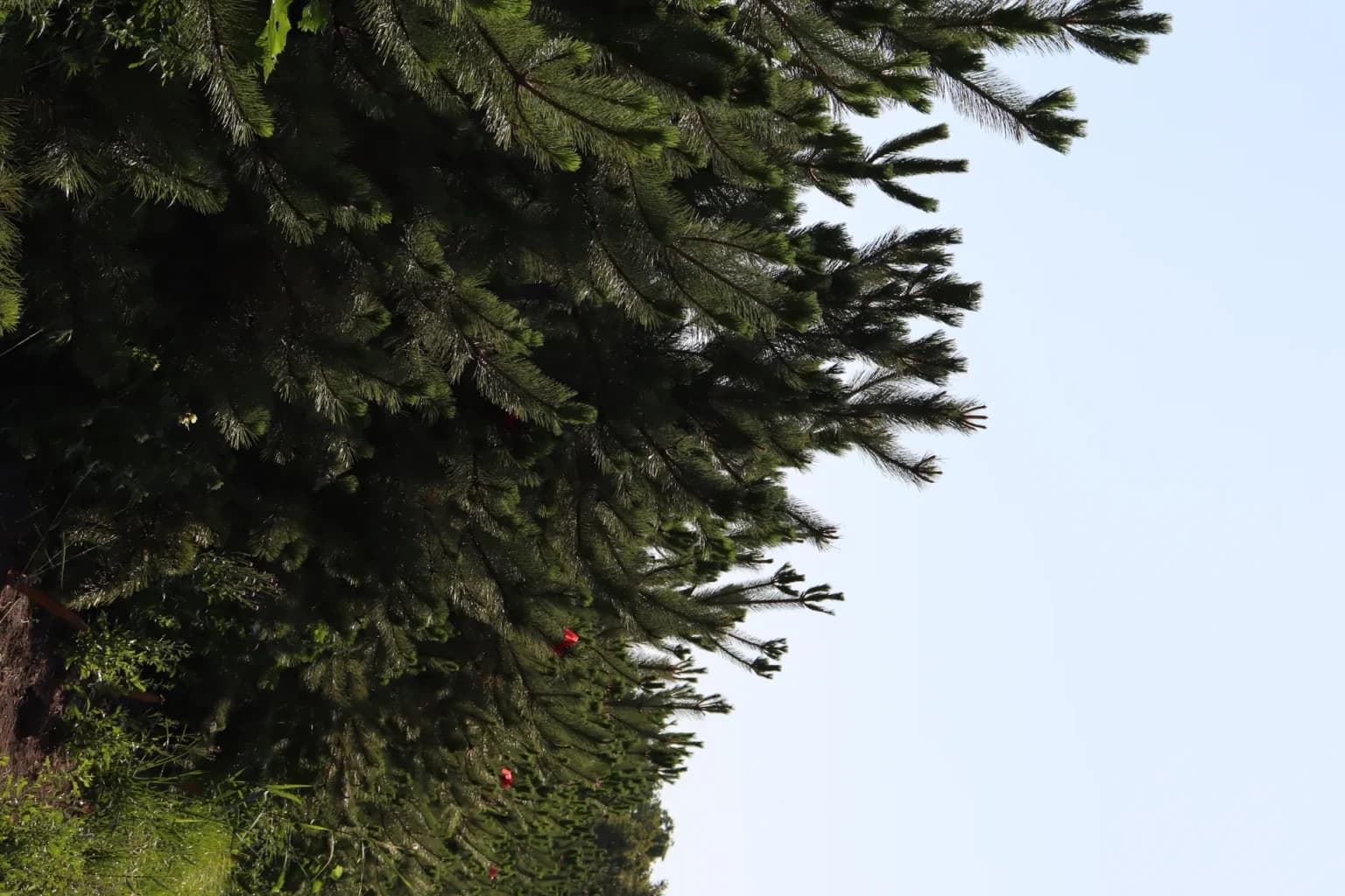 Клен Гиннала, d-2см